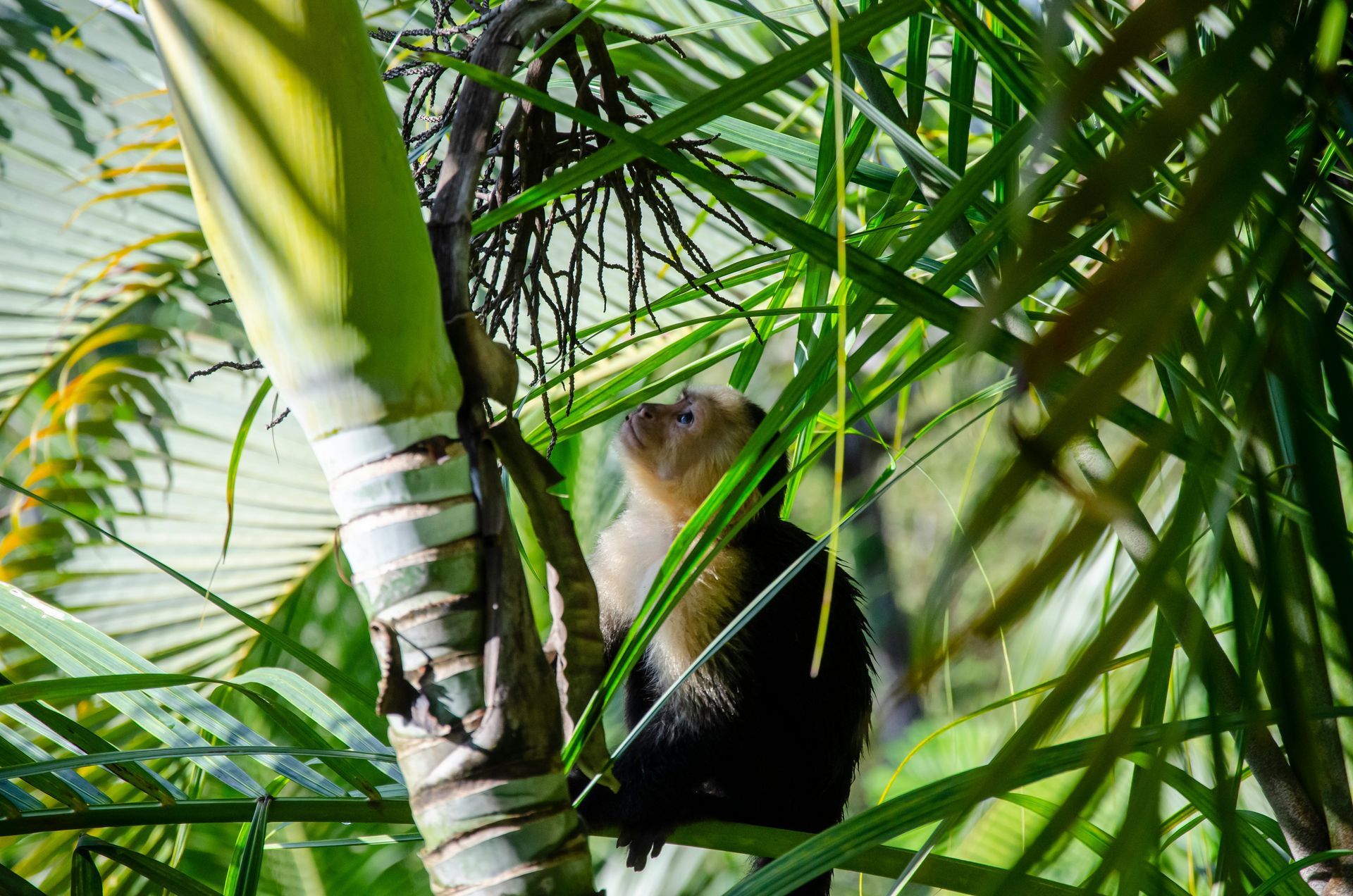 White-faced capuchin monkey peering up from a tree in a lush, green rainforest environment in Manuel Antonio, Costa Rica.