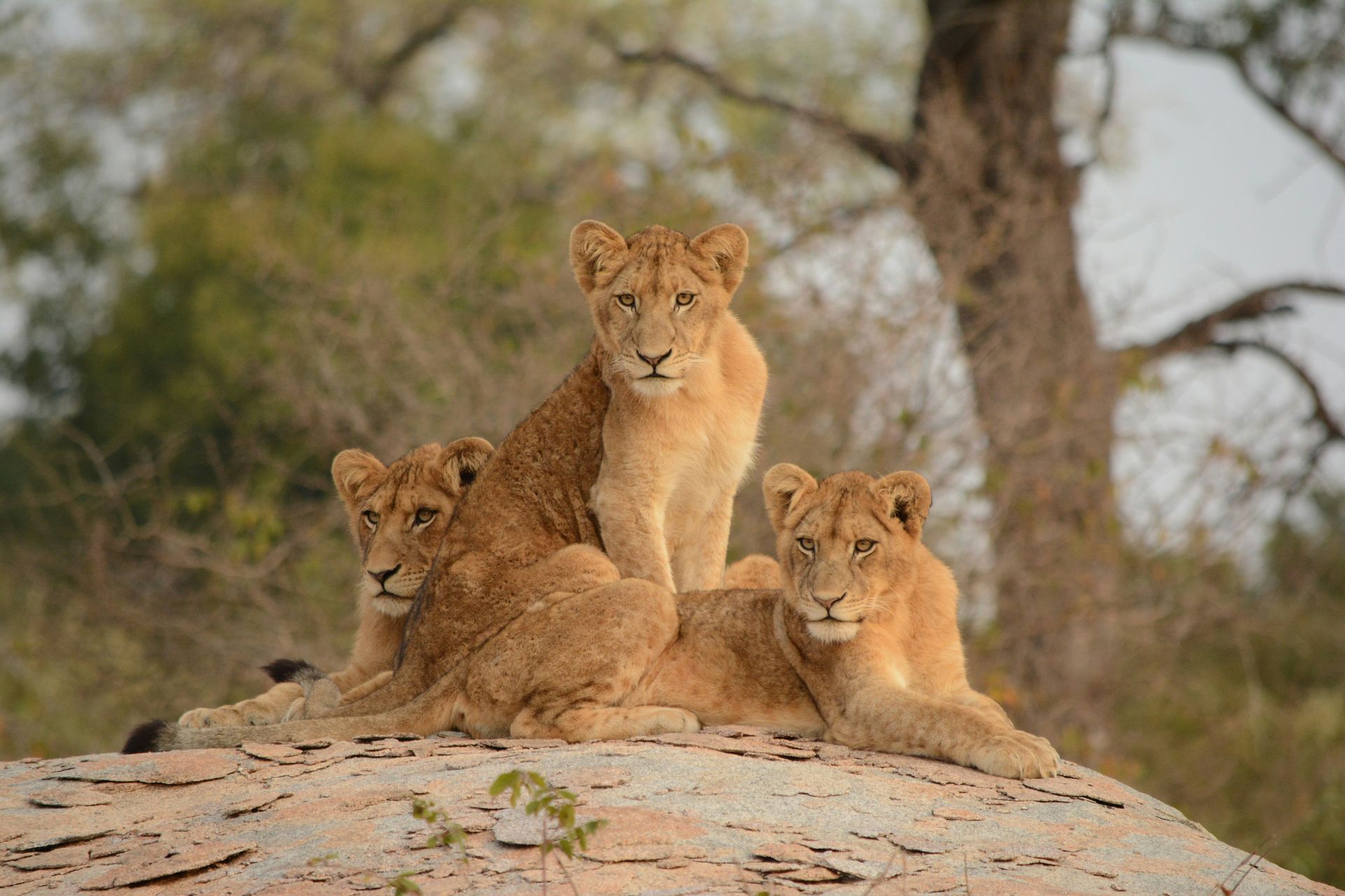 Three lion cubs perched on a rock, looking alert in Kruger National Park, South Africa.