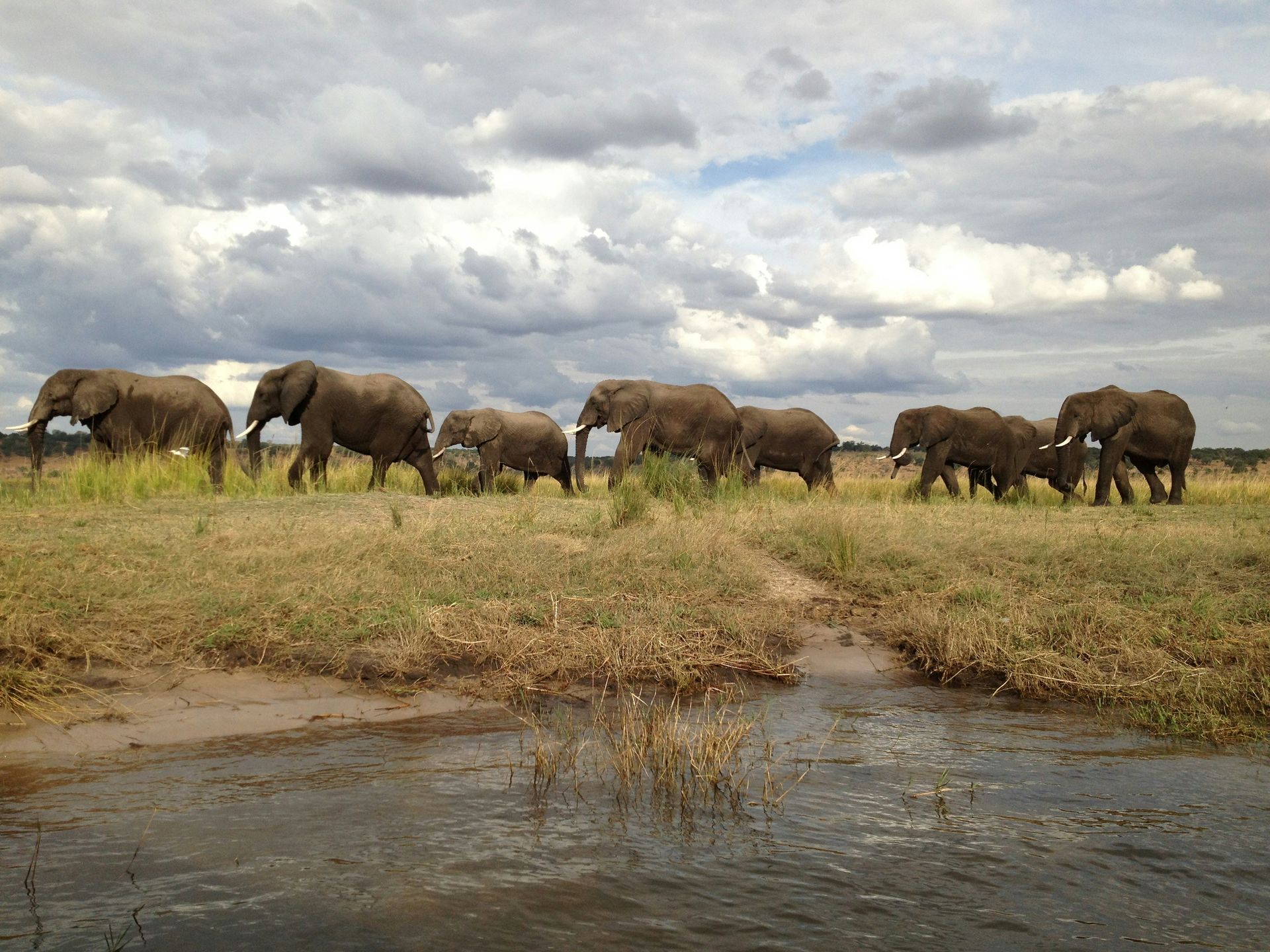 A herd of elephants walking across a grassy field near water in Chobe National Park, Botswana.
