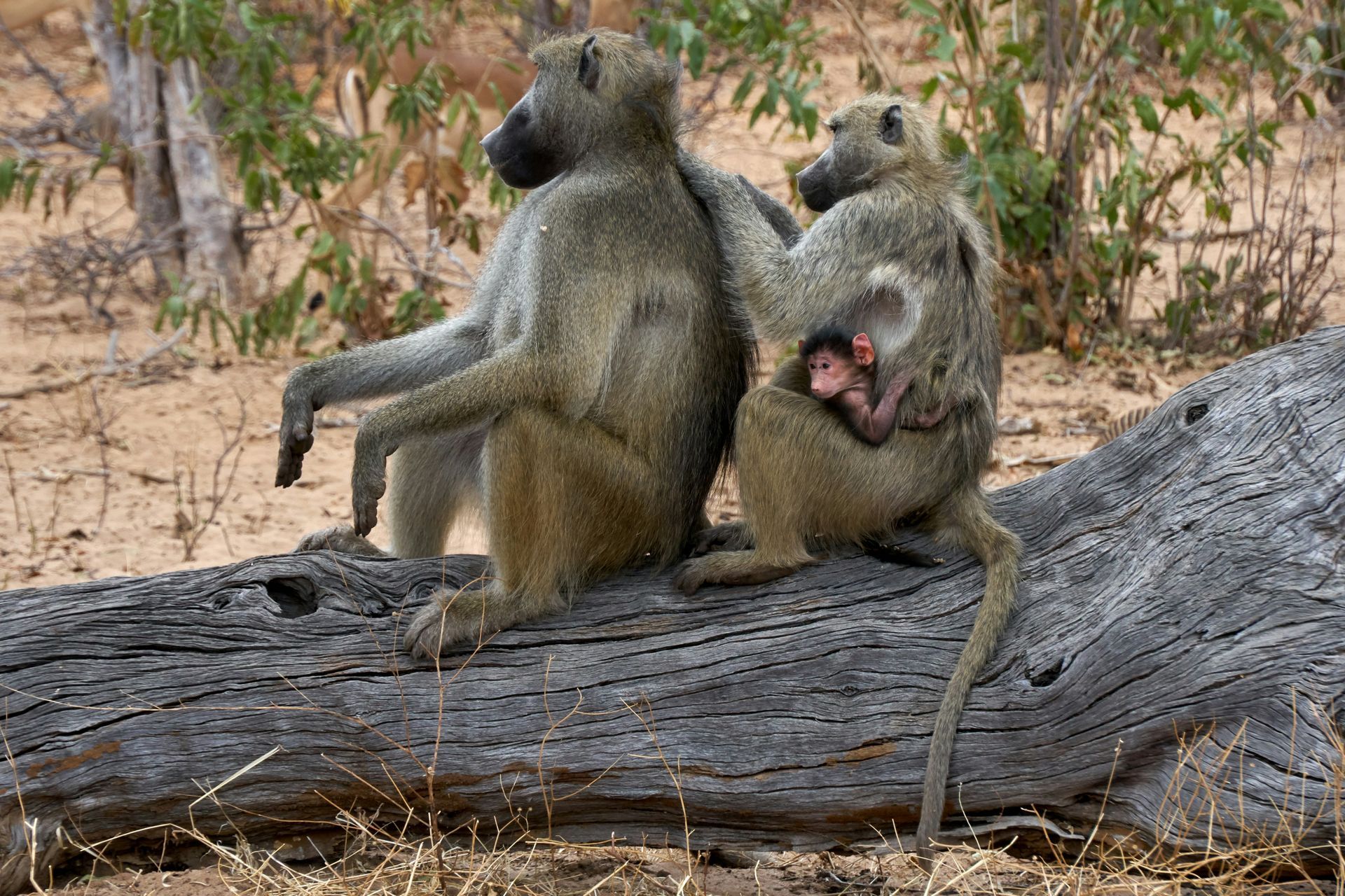 Two baboons sitting on a log, one grooming the other, with a baby baboon in Chobe National Park, Botswana.