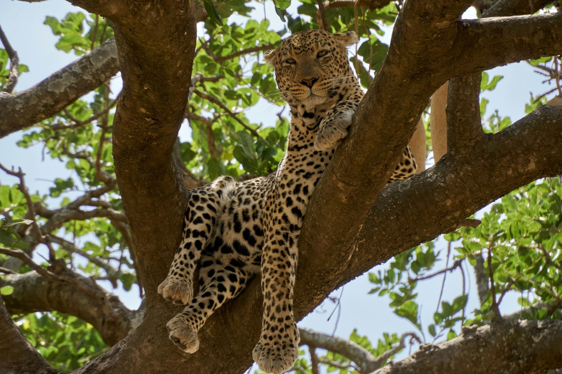 A leopard is sitting on a tree branch looking down in Serengeti, Tanzania.