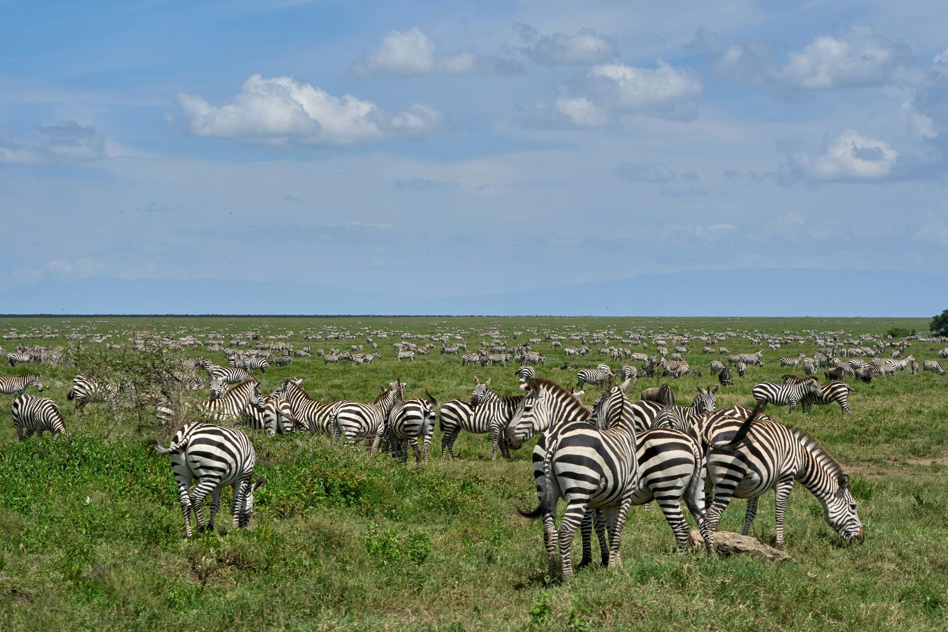 Zebras grazing in a grassy savanna during the great migration in the Maasai Mara, Kenya.