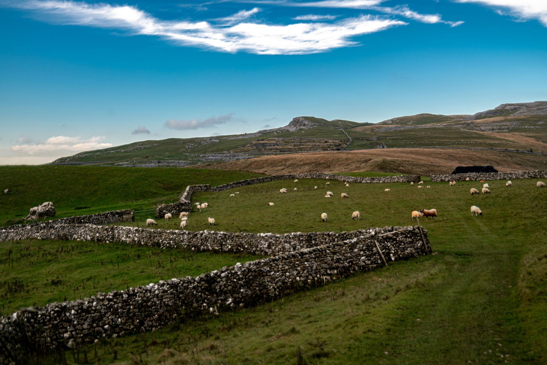 Green field with sheep, stone walls, a building, and a hill under a blue sky in the Yorkshire Dales, England.