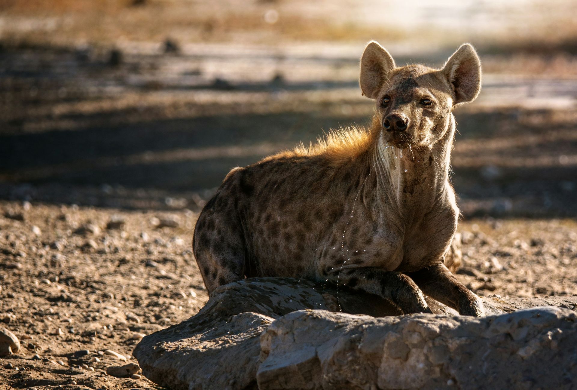 Hyena resting on a rock, looking alert, in a sunlit, arid environment at Kgalagadi Transfrontier, Botswana.