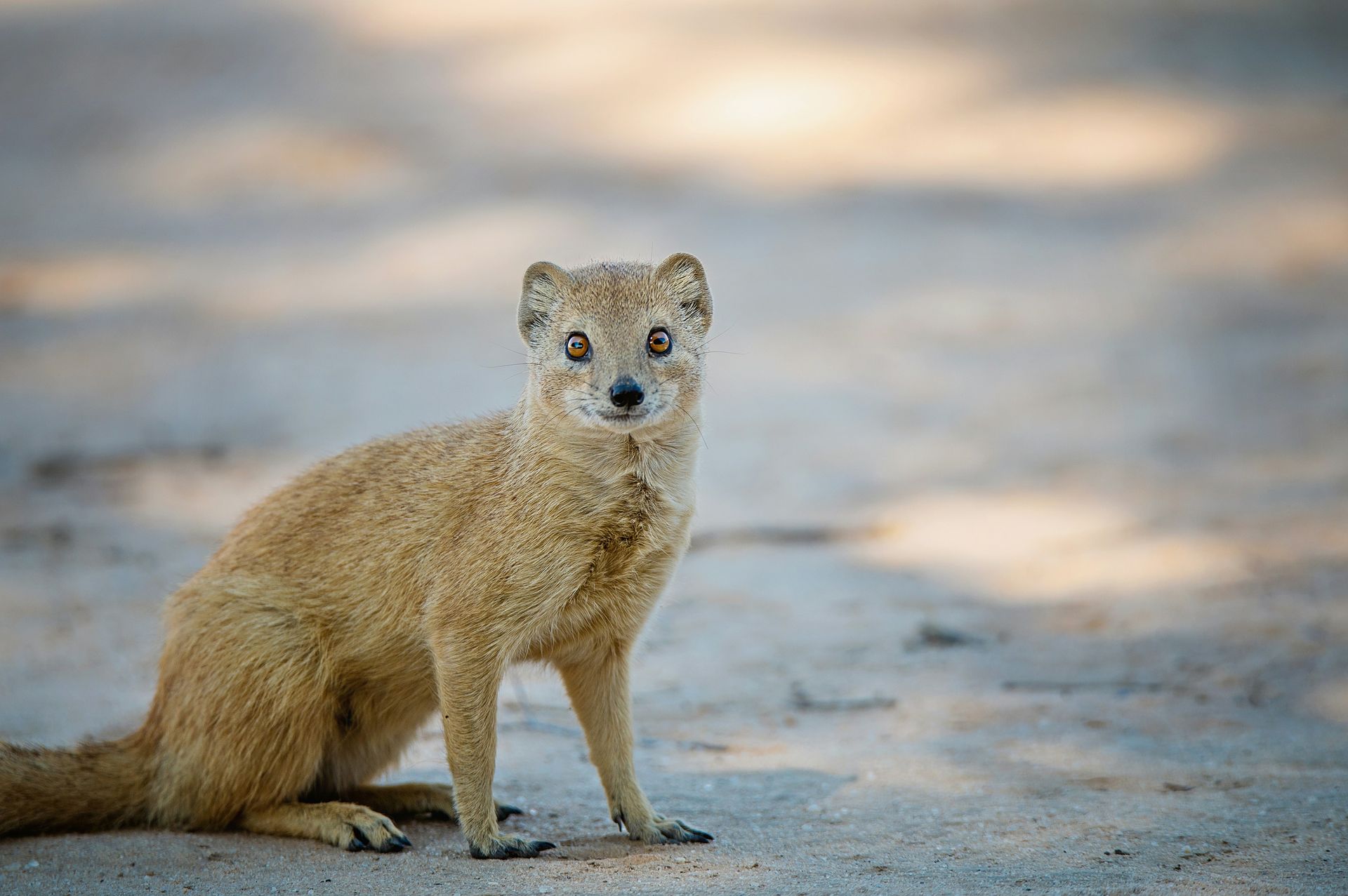 Yellow mongoose sitting on a sandy ground at Kgalagadi Transfrontier, Botswana.