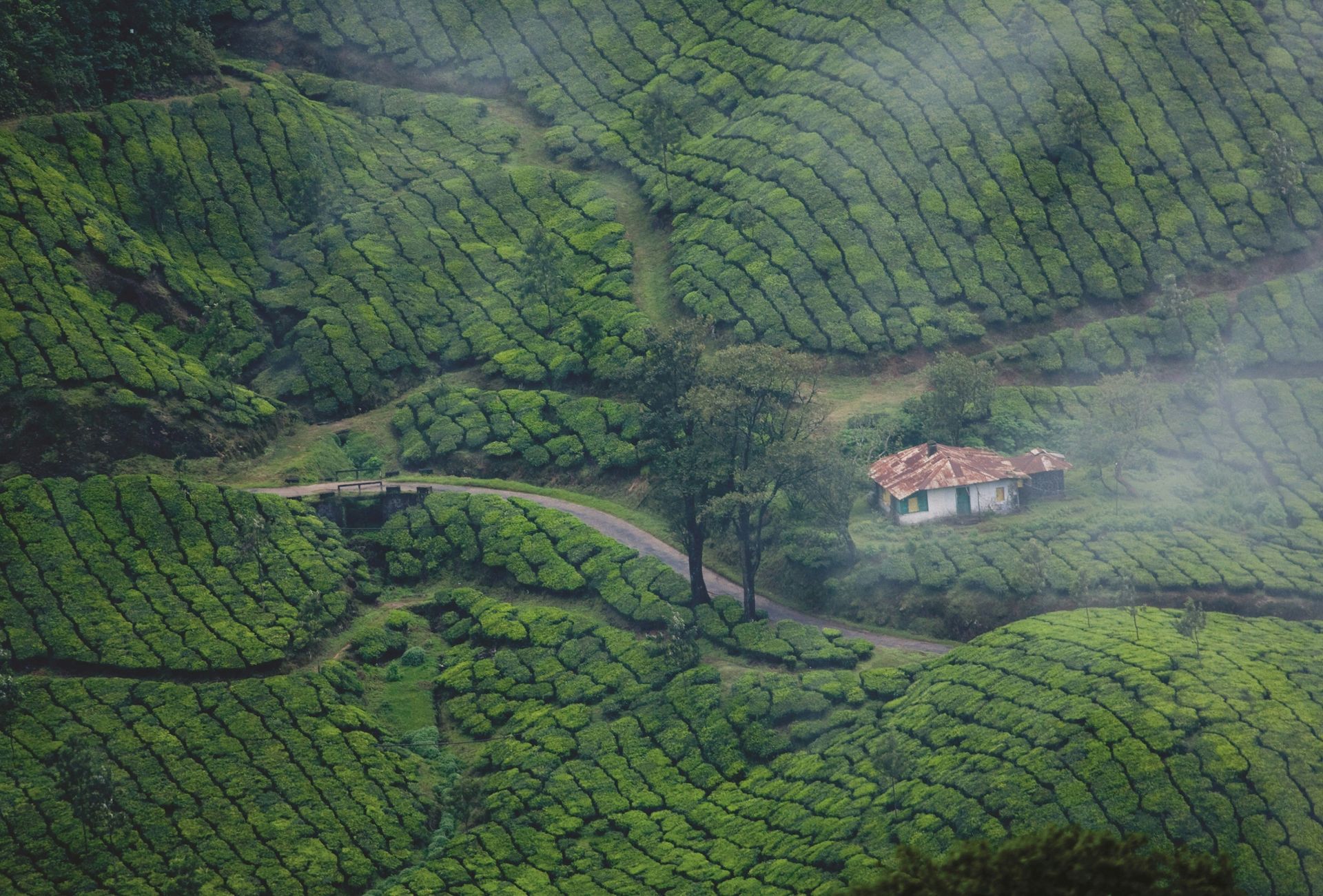 Tea plantation with a small house and road winding through green hills in Kerala, India.