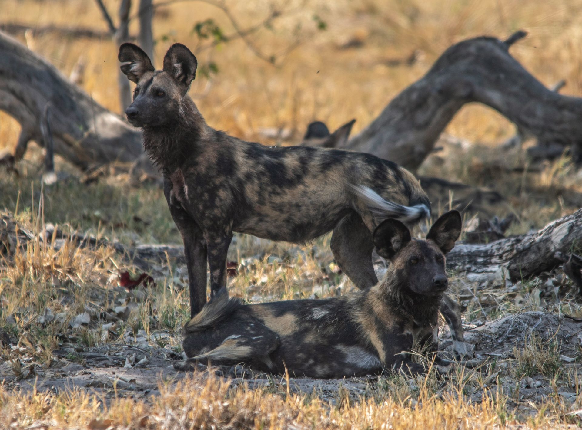 Two African wild dogs in a dry, grassy setting; one standing, one lying down at Moremi Game Reserve, Botswana.