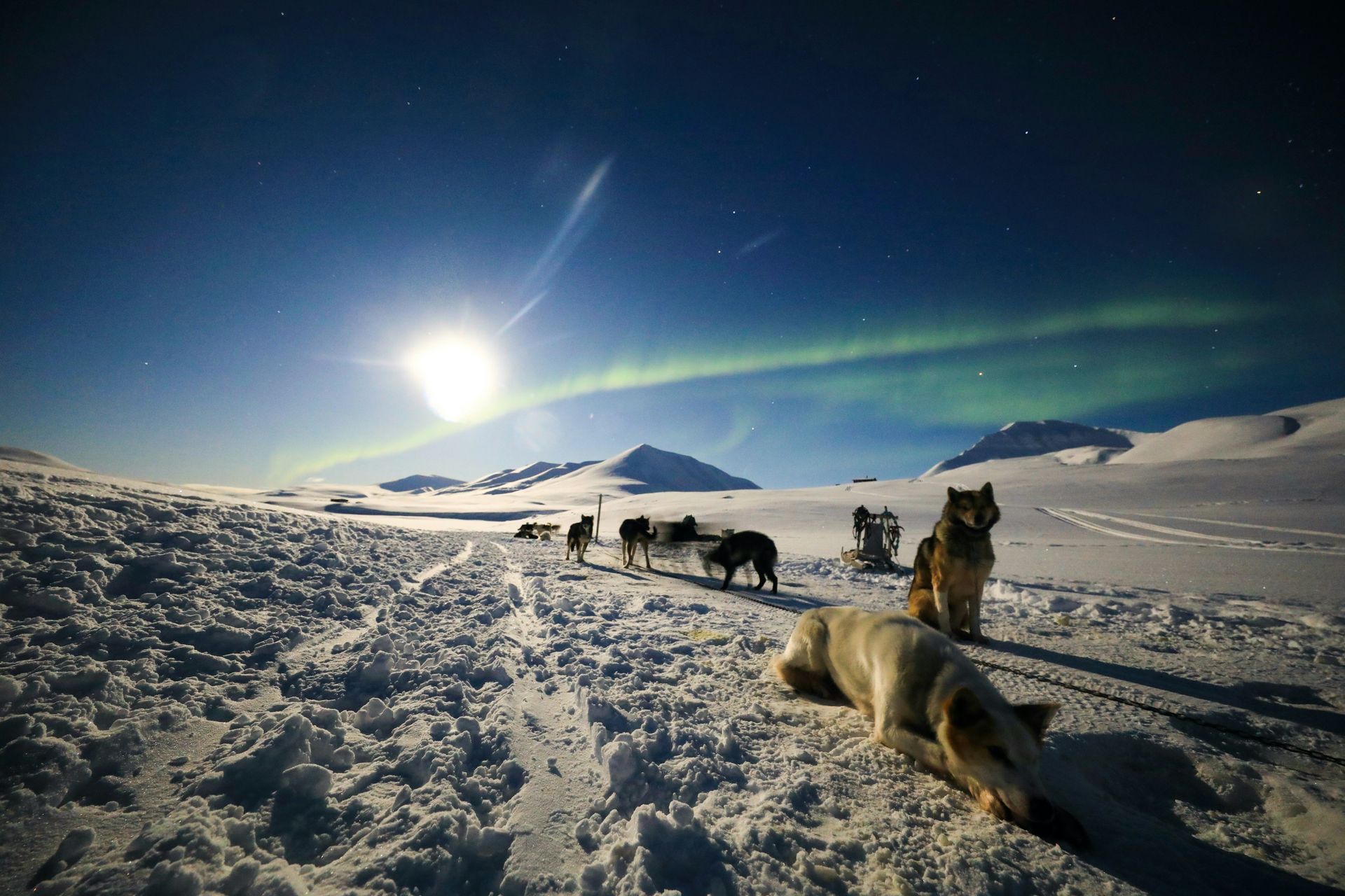 Dogsled team rests in snow under a bright moon and green aurora borealis in Svalbard, Norway.