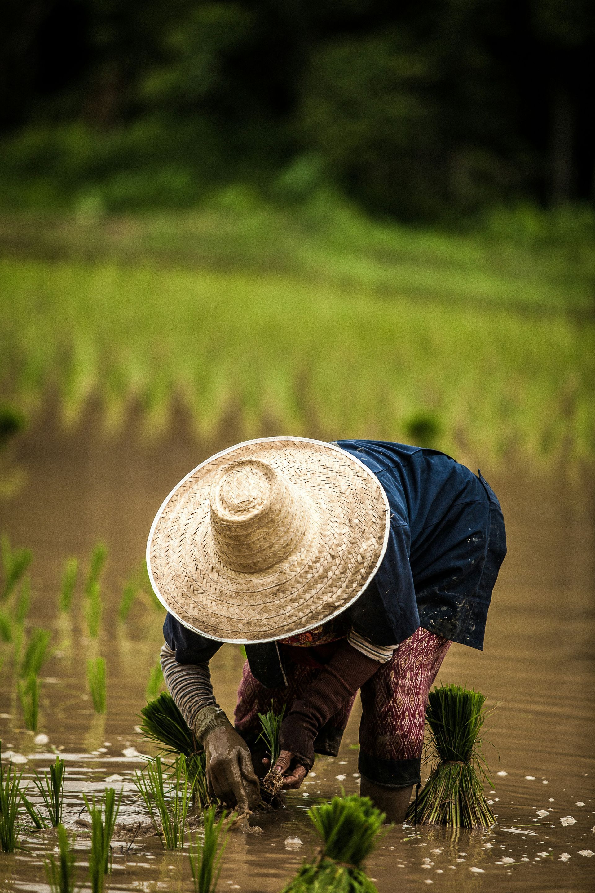 A woman wearing a straw hat is working in a rice field in Chiang Mai, Thailand.
