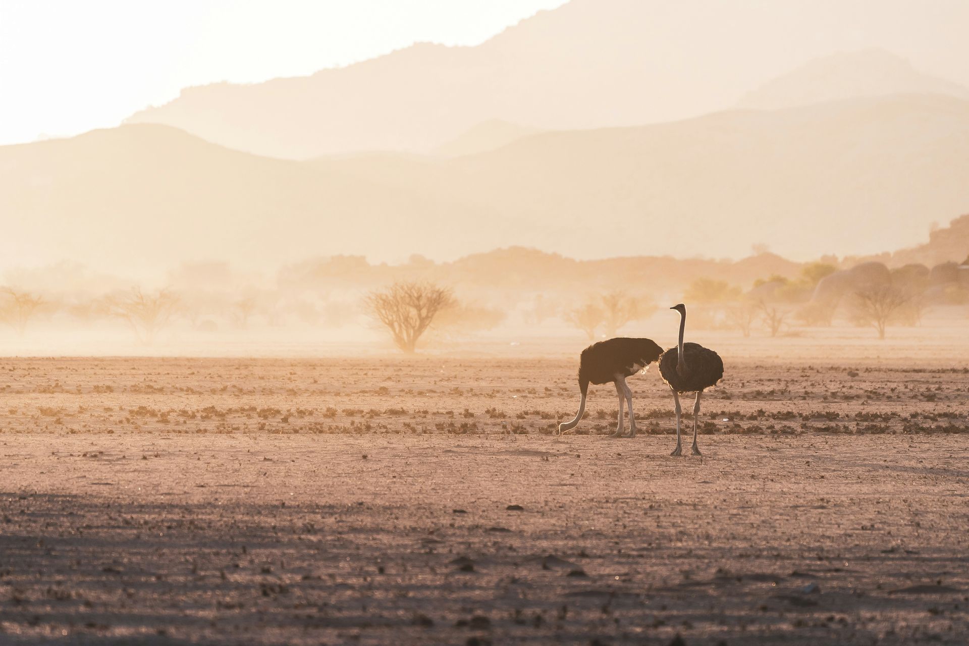 Two ostriches in a dry, dusty plain, with mountains in the background in Damaraland, Namibia.