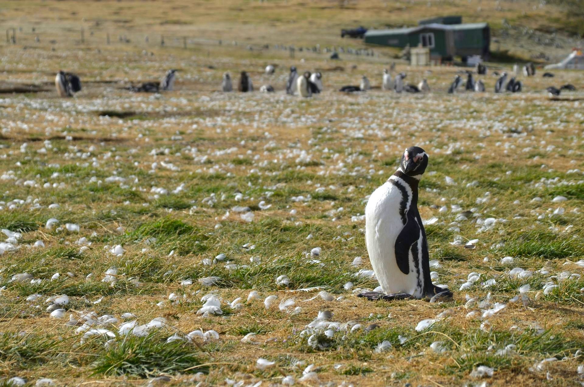 Penguin stands in a field, other penguins and a shack in the blurry background in Punta Arenas, Chile.