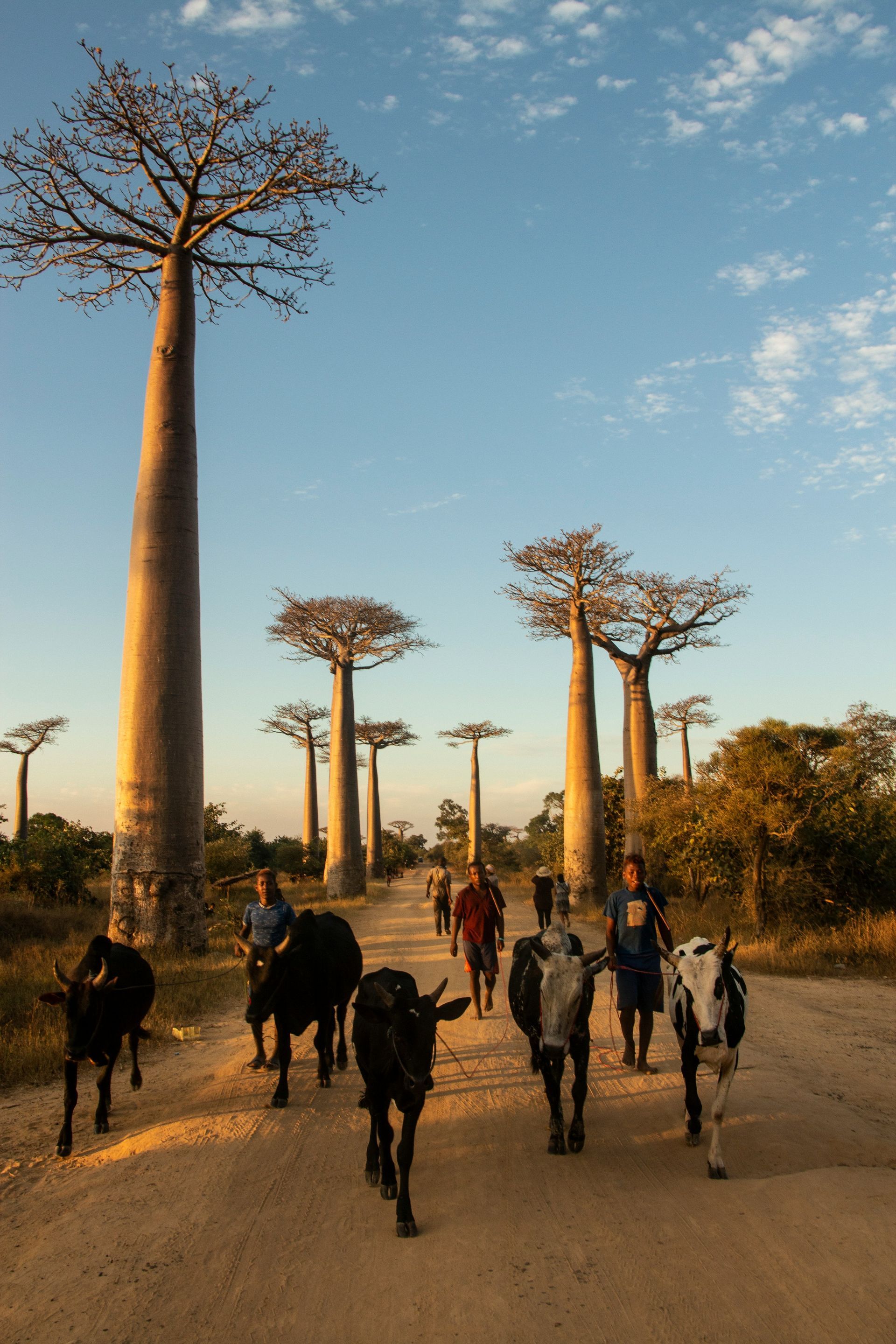People herding cattle down a dirt road lined with tall baobab trees under a blue sky in Madagascar.