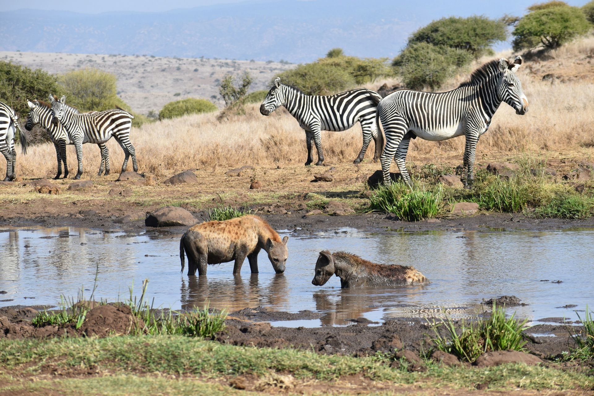 Zebras and warthogs at a watering hole. Warthogs in the muddy water, zebras on the bank in Kenya.