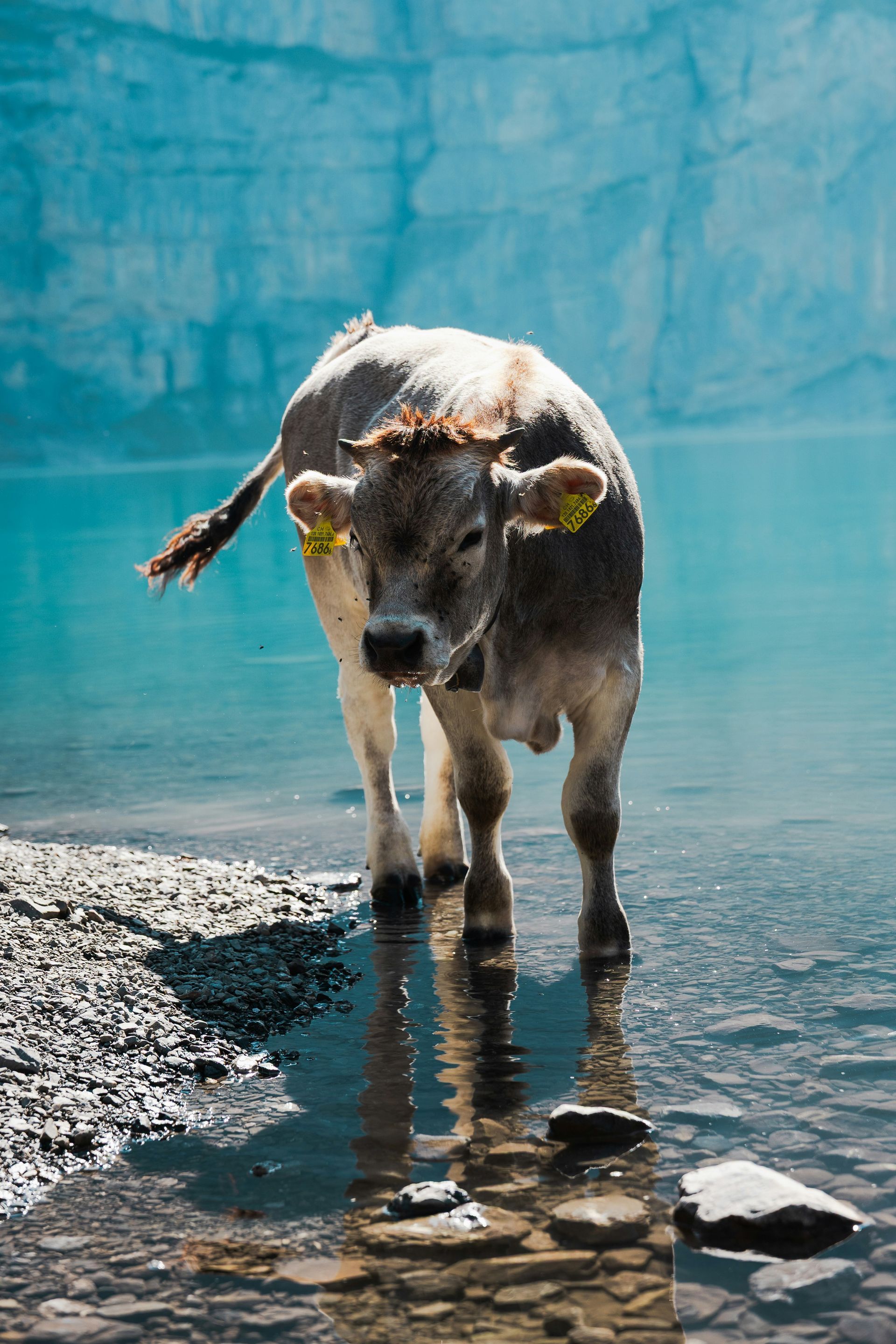 Cow standing in the turquoise Lake Oeschinensee and cliffs in the background in Kandersteg, Switzerland.