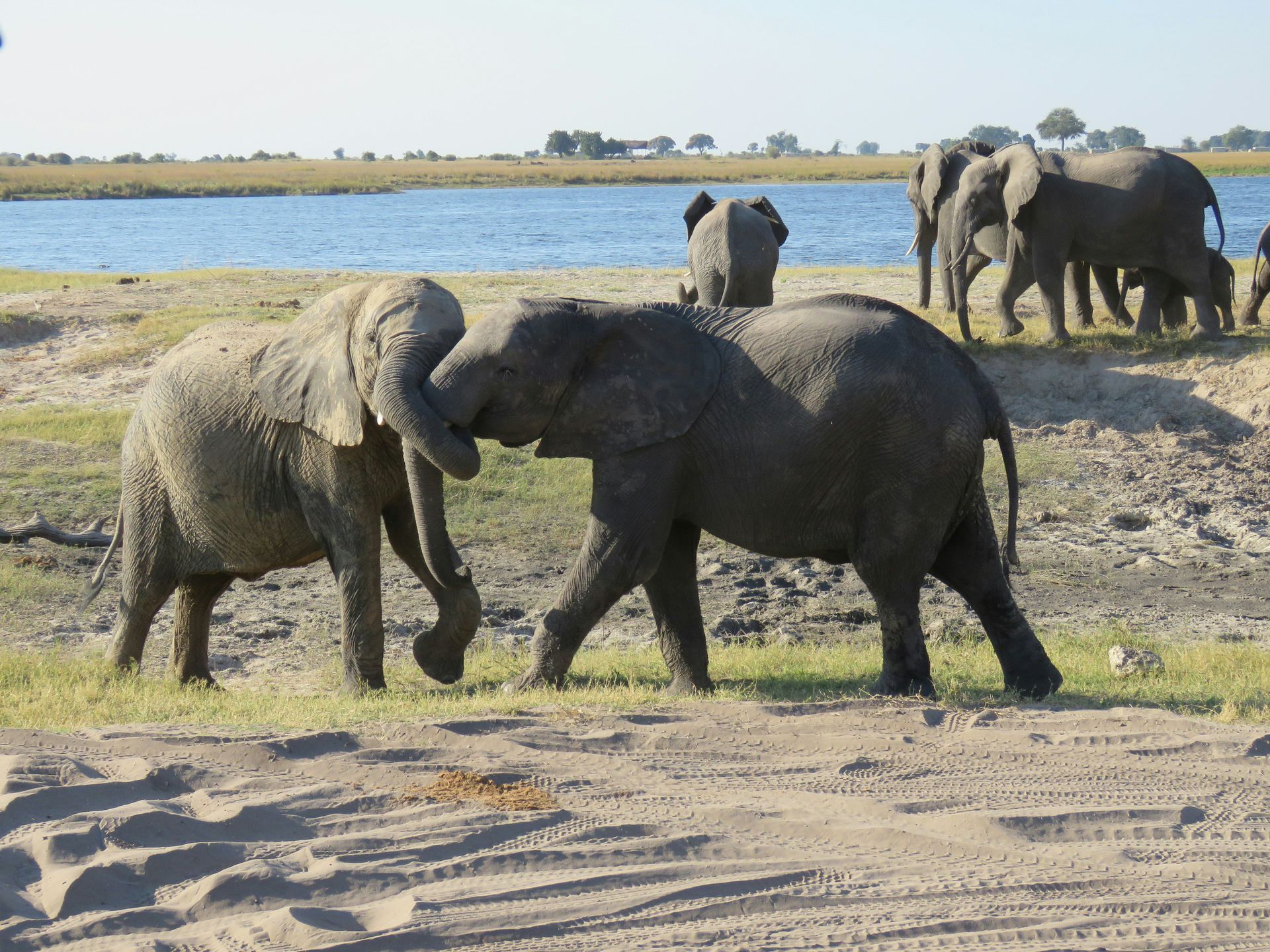 Two elephants interacting, trunks intertwined, near a river with more elephants in Chobe National Park, Botswana.
