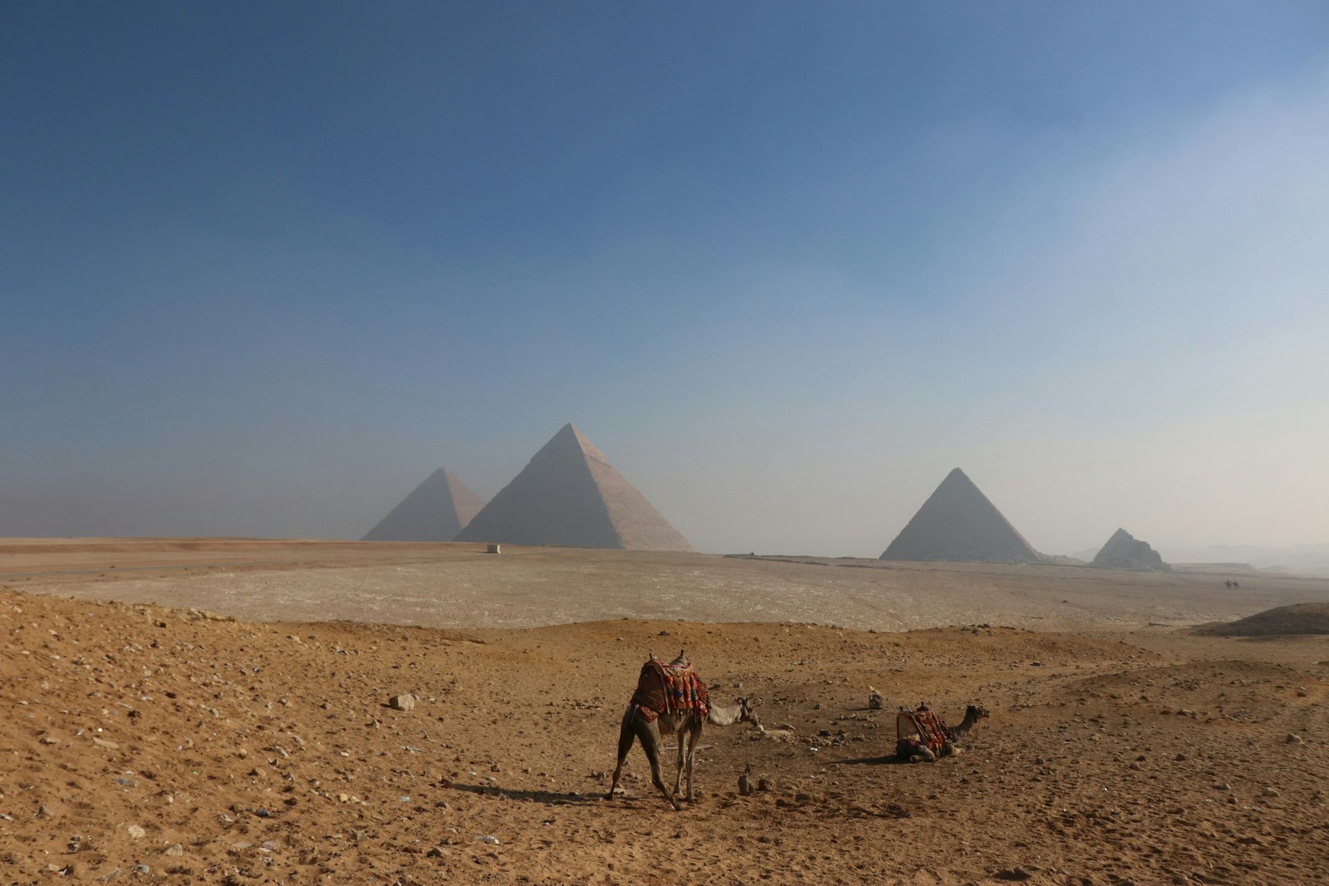 A camel is standing in the desert in front of the pyramids in Cairo, Egypt.