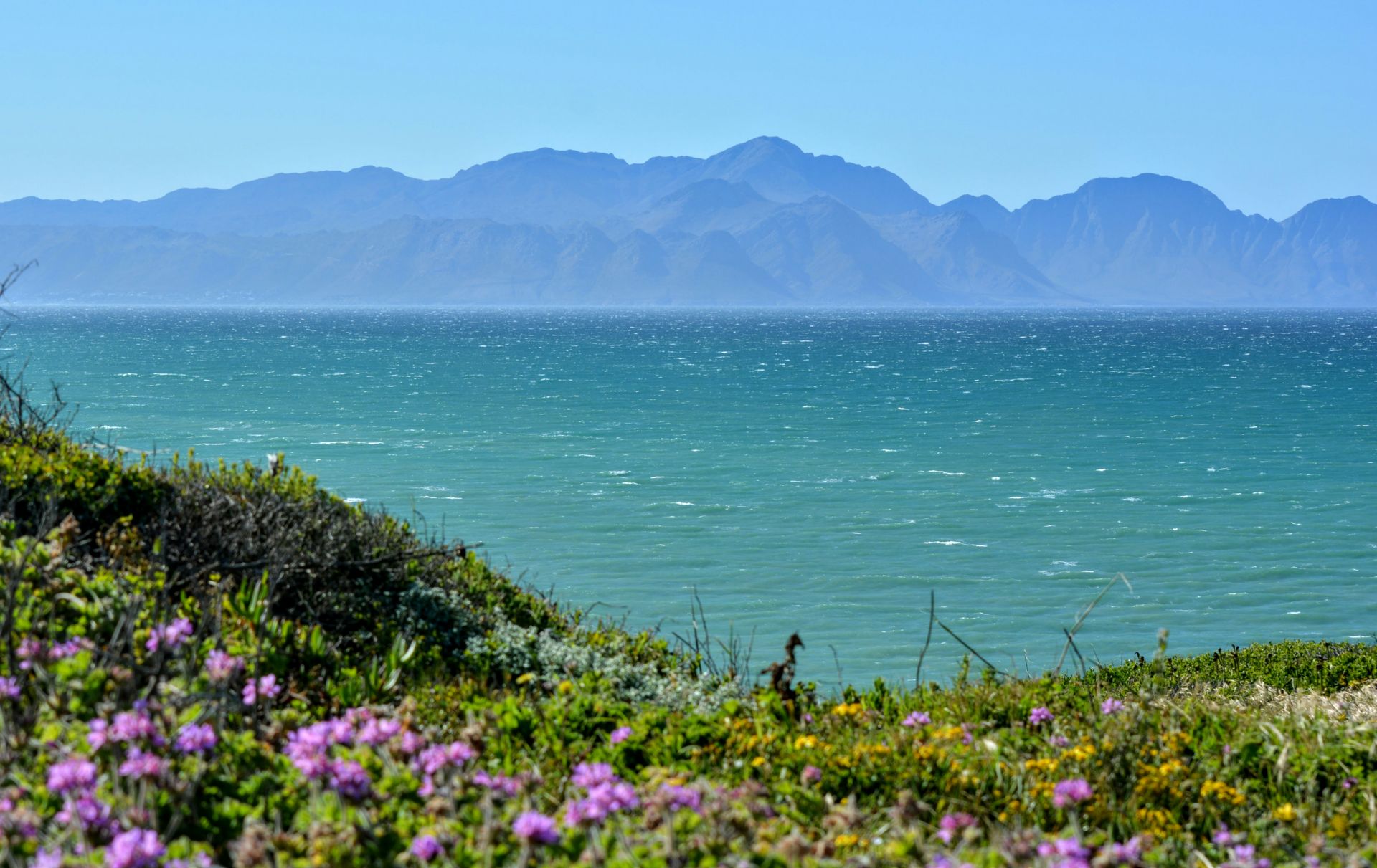 Ocean view with purple wildflowers, green grass, and mountains on the Cape Peninsula, South Africa.