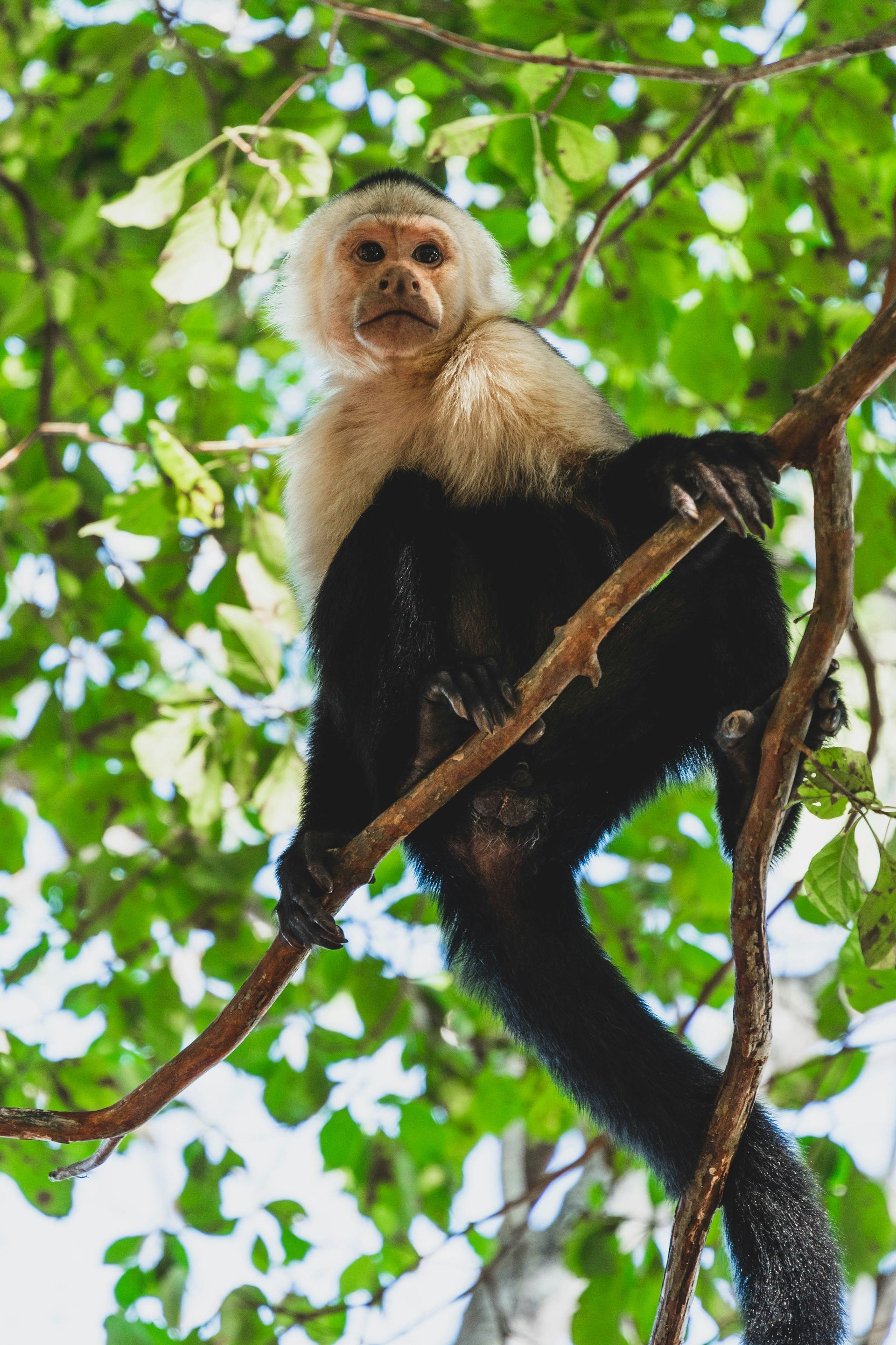 White-faced capuchin monkey perched on a tree branch, looking directly at the viewer. It has white fur around its face and black body in the Osa Peninsula, Costa Rica.