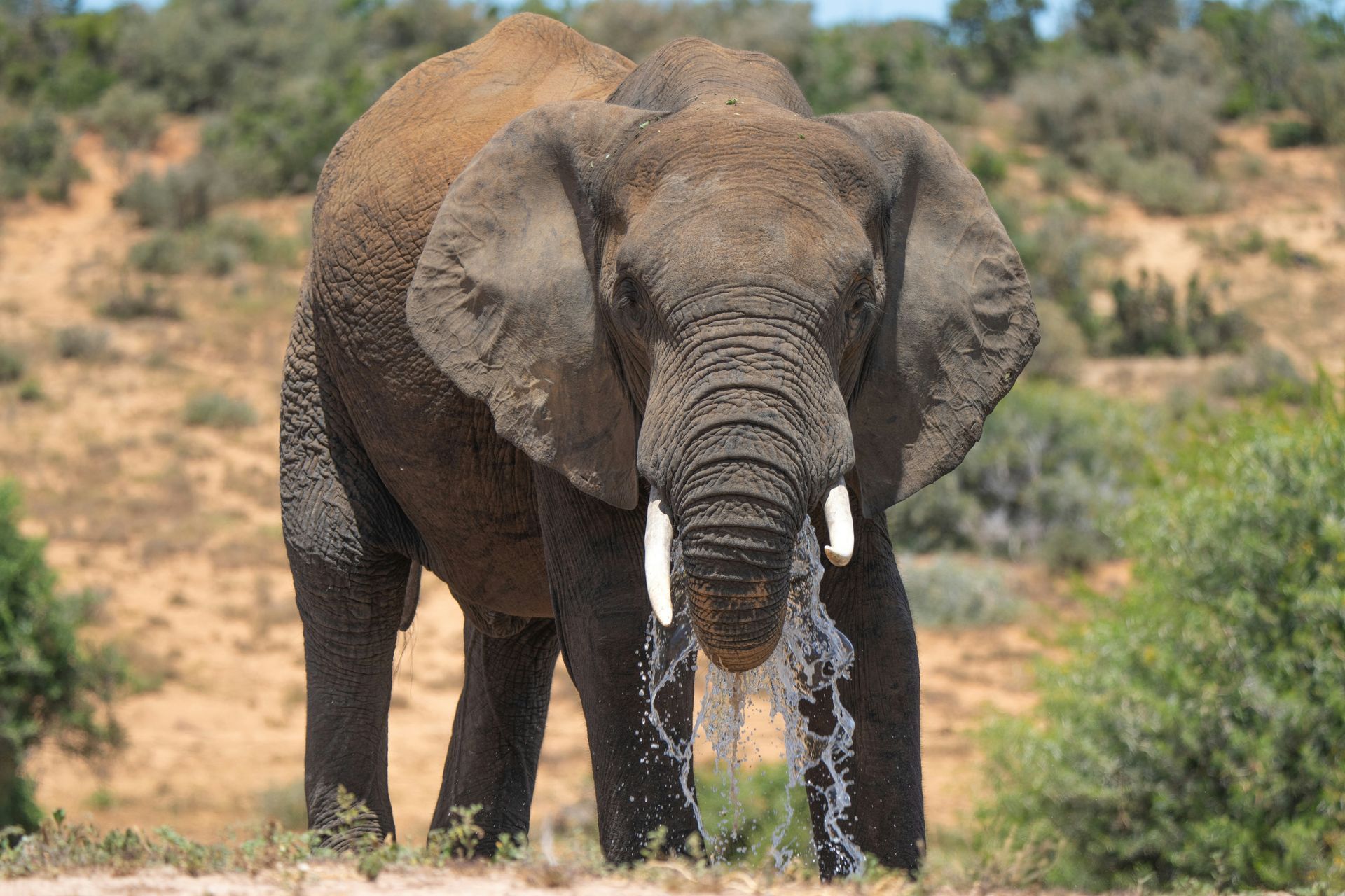 Elephant spraying water, outdoors in a dry environment with brush and hills in Addo Elephant National Park, South Africa.