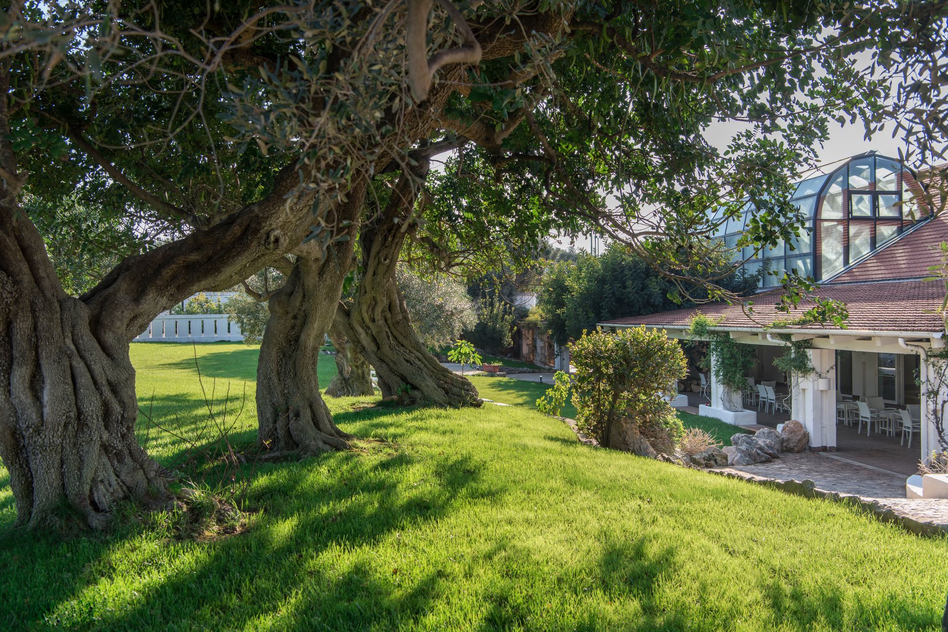 A row of trees in a lush green field with a house in the background at Il Melograno Hotel in Puglia, Italy.