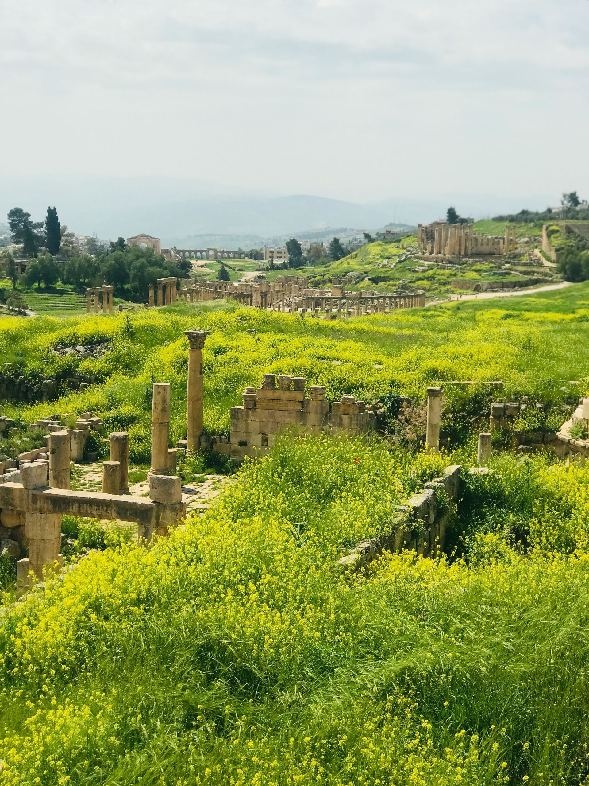 Ancient ruins with standing columns in a field of yellow wildflowers, in Jerash, Jordan.