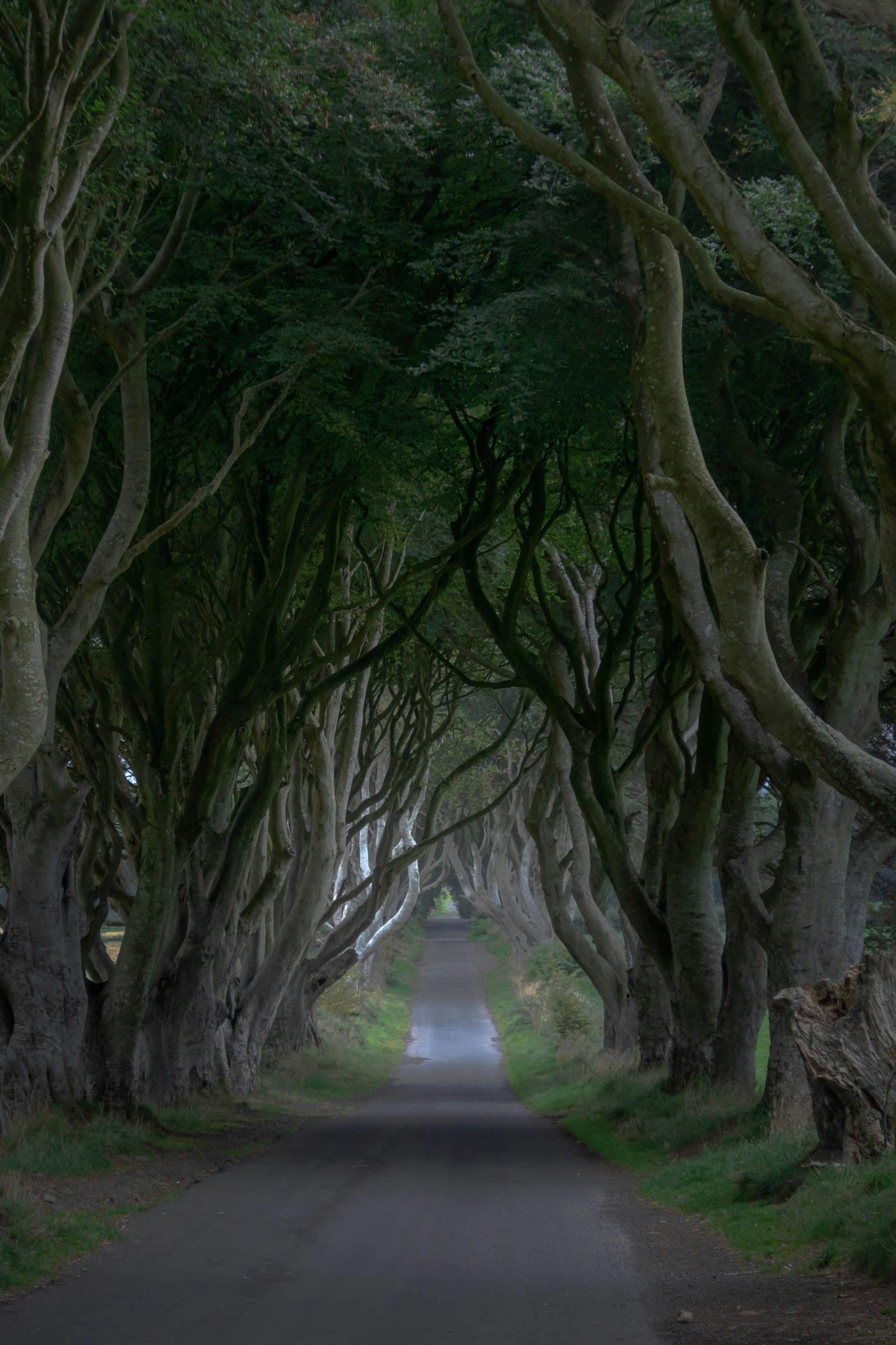 Road lined with arching, intertwined tree branches forming a tunnel; overcast at The Dark Hedges, Northern Ireland.