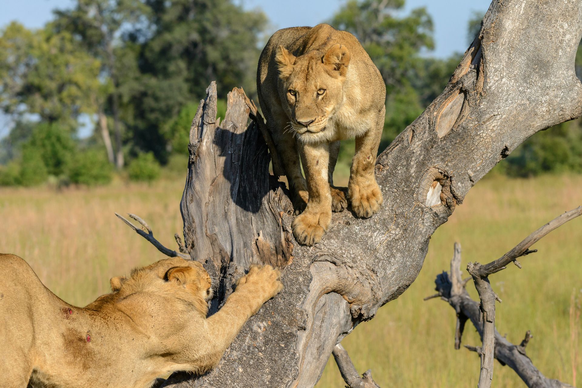 Two lions on a tree; one climbing, one reaching up. Golden fur at the Okavango Delta, Botswana.