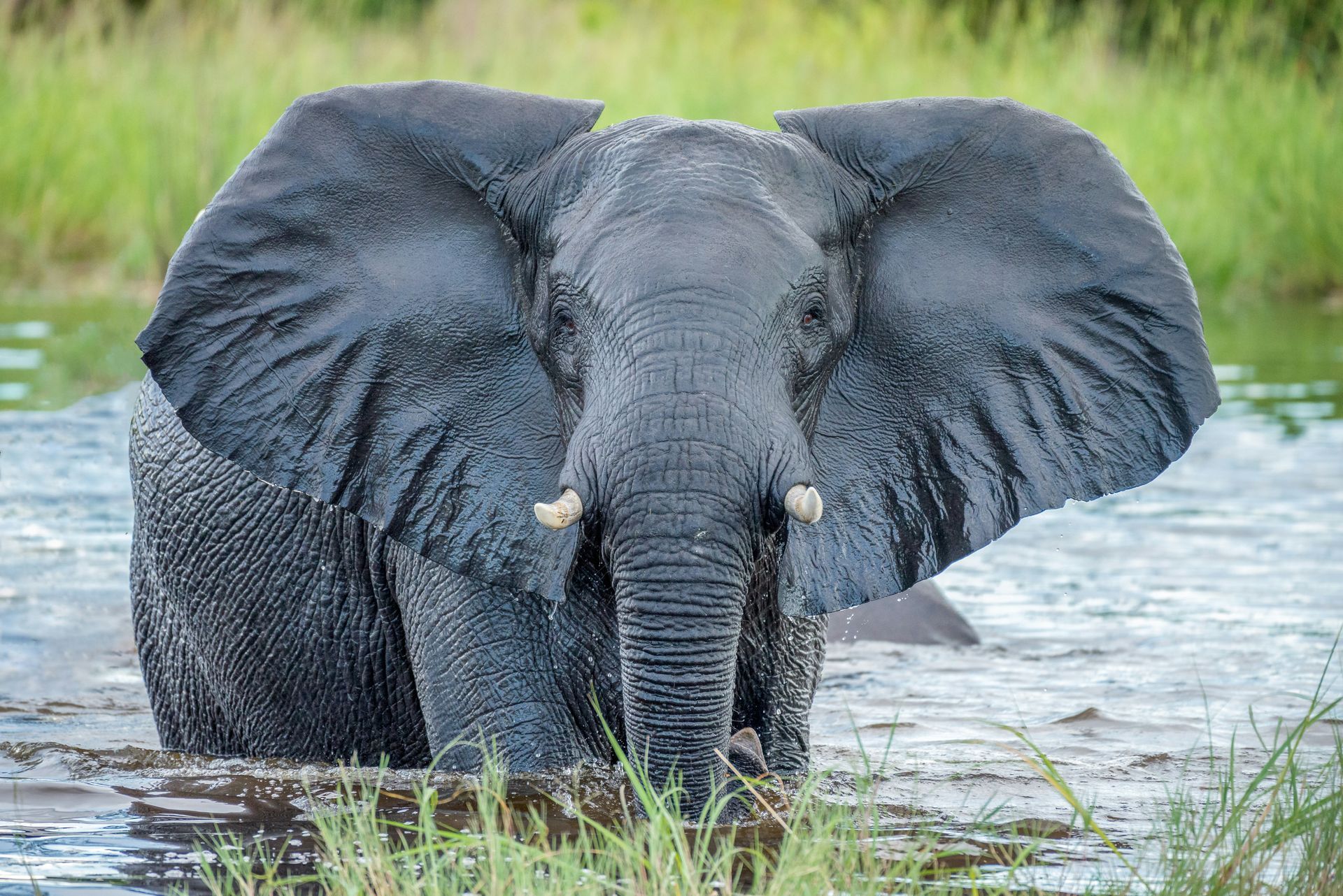 Elephant standing in water, ears spread, dark gray skin, small tusks at the Okavango Delta, Botswana.
