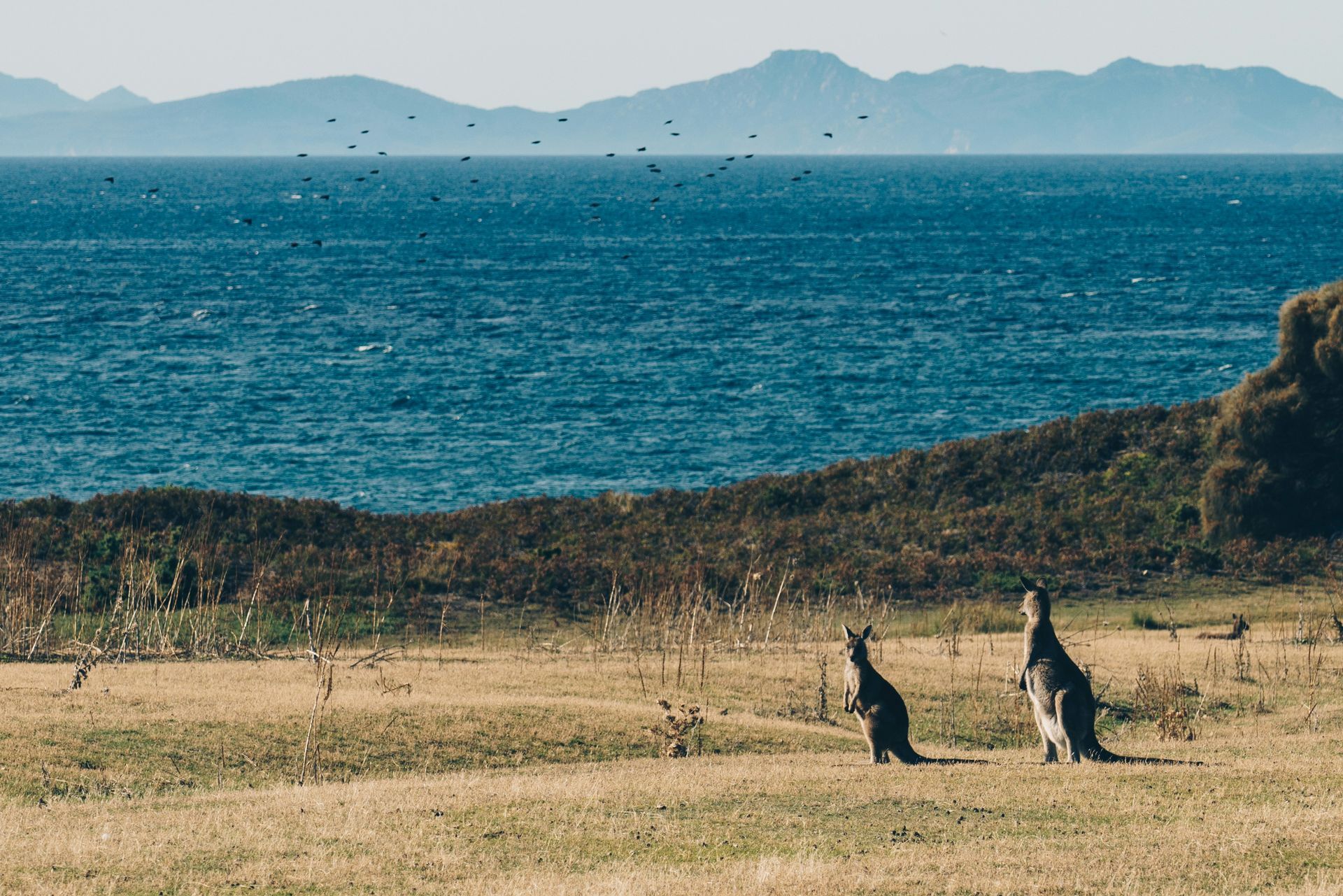Two kangaroos are standing in a field near the ocean in Tasmania, Australia.