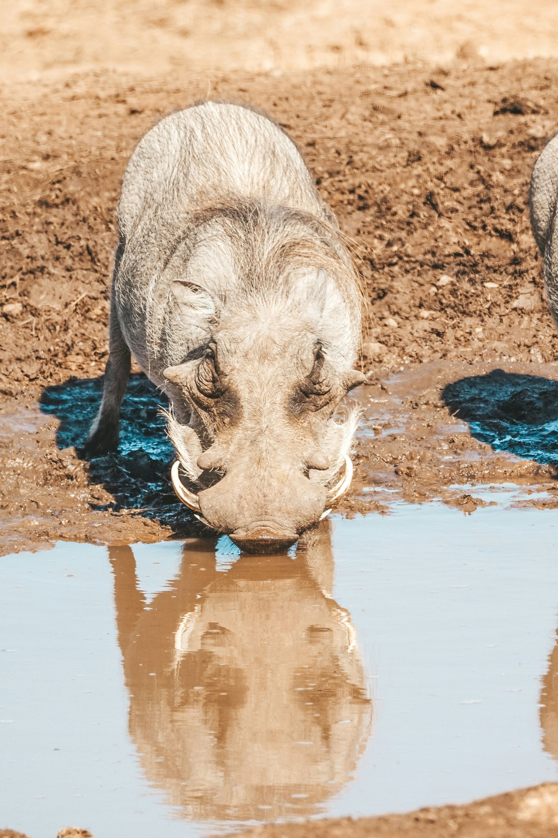 Warthog drinks from a puddle, its reflection visible in the water in Addo Elephant National Park, South Africa.