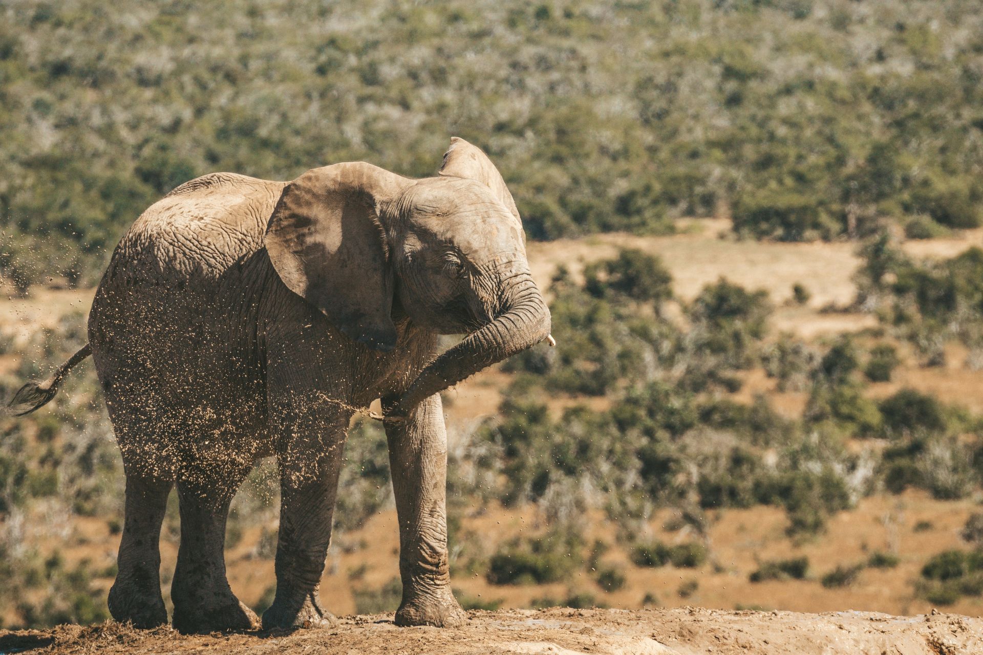 Elephant covered in mud stands with trees in the background in Addo Elephant National Park, South Africa.