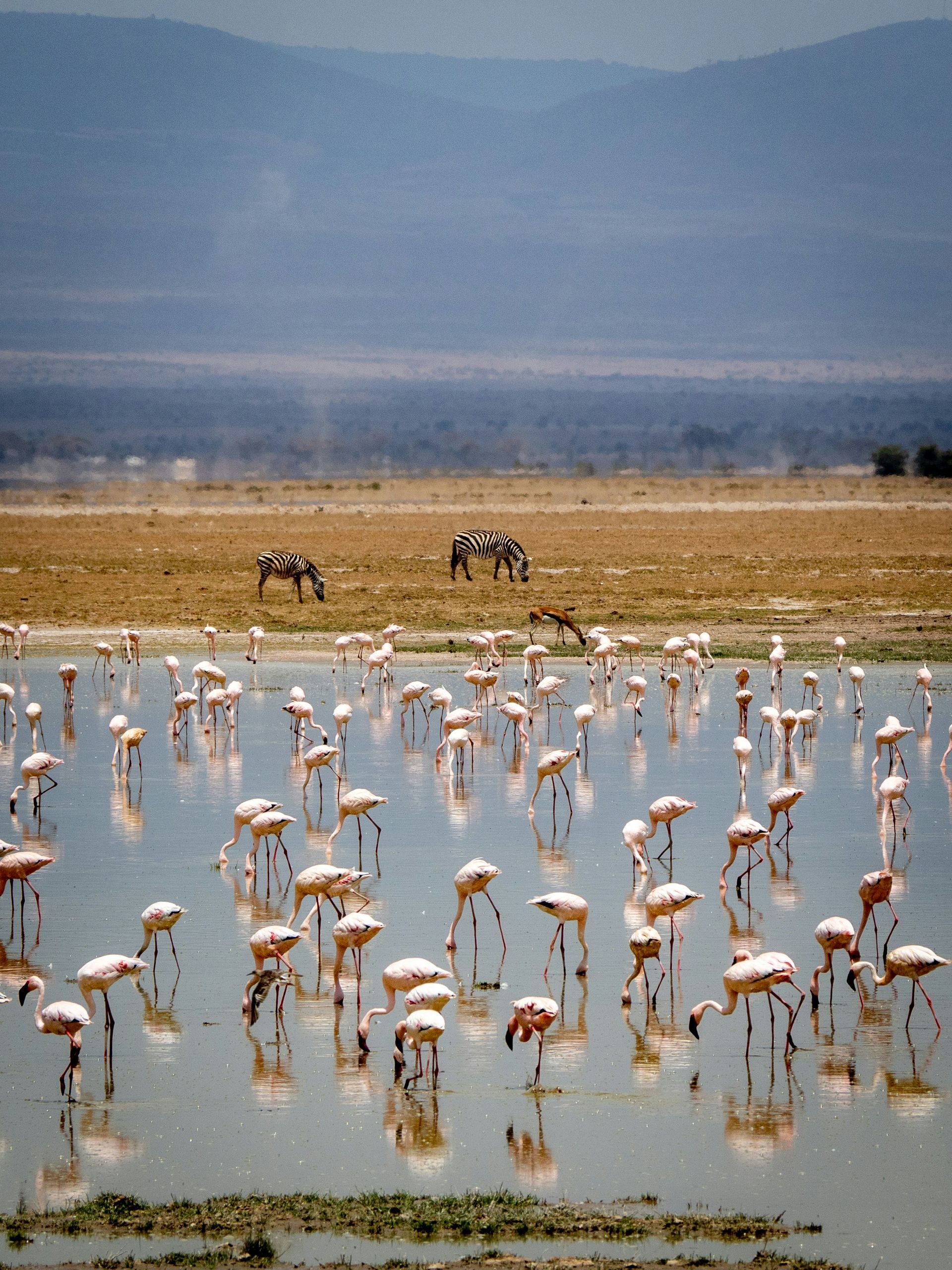 Three hippos are walking through a grassy field in Amboseli National Park, Kenya.