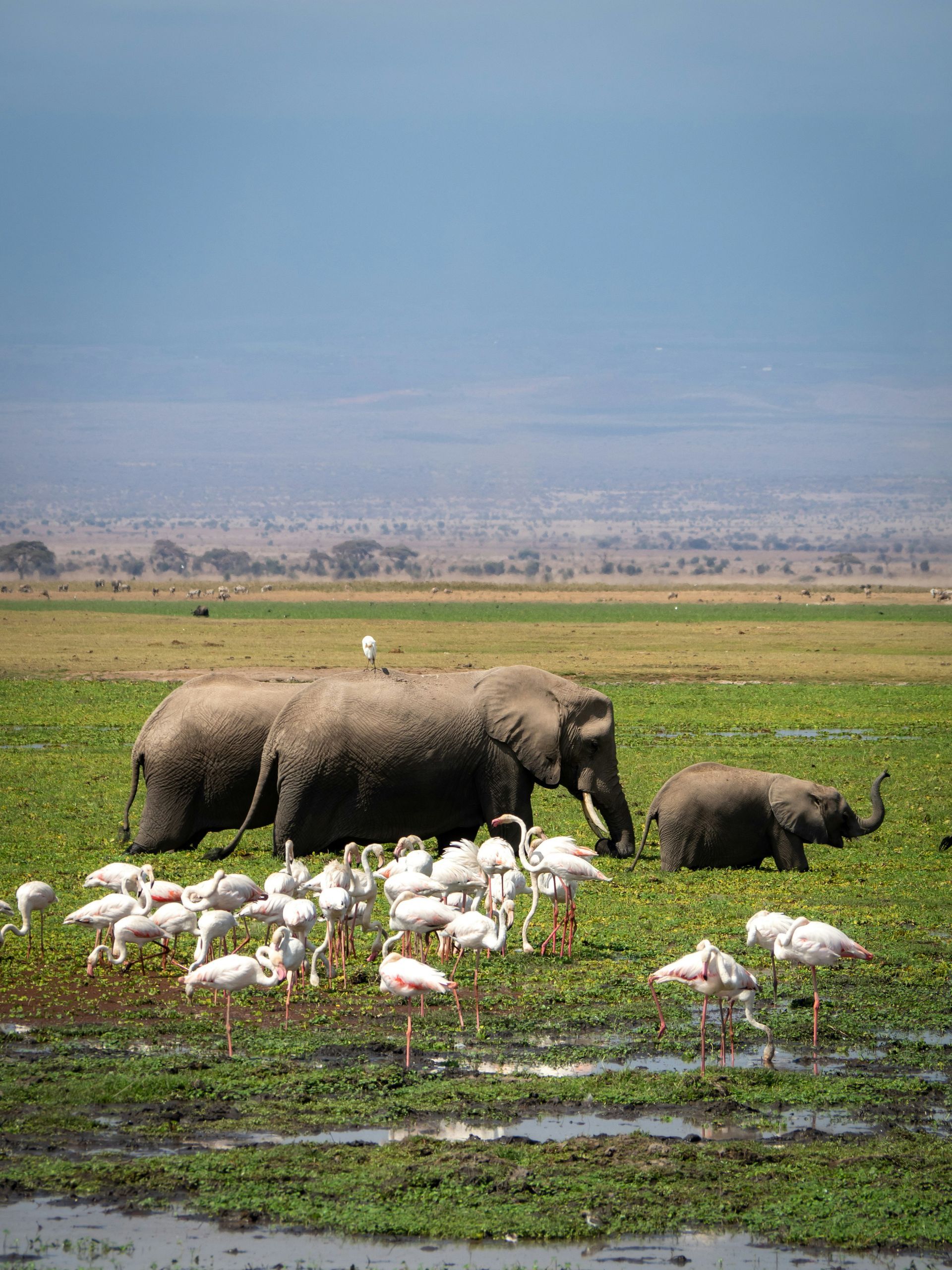Elephants grazing with a flock of flamingos in a wetland in Amboseli National Park, Kenya.