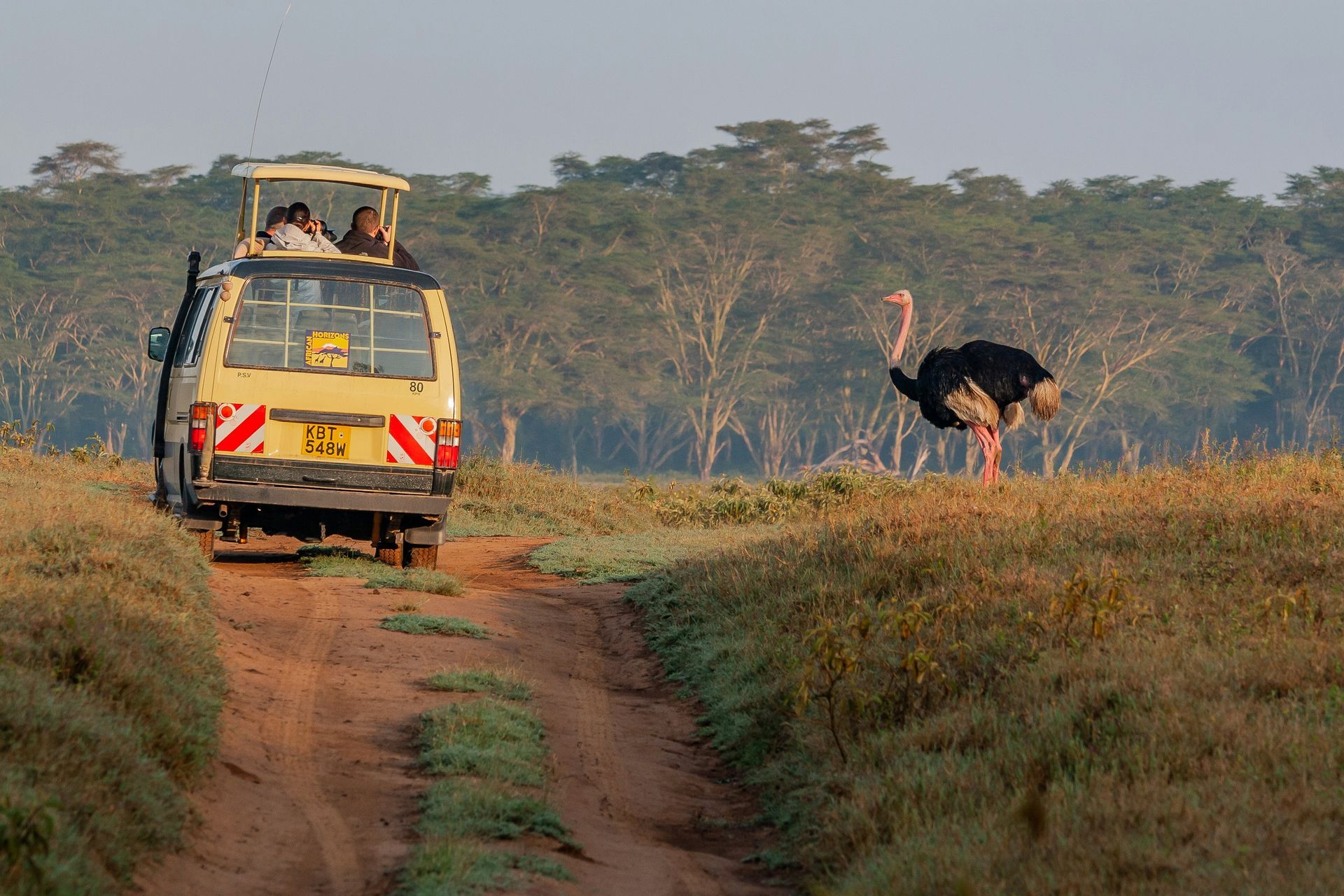 Safari vehicle on dirt road with ostrich, grassy field, and trees in Lake Nakuru National Park, Kenya.