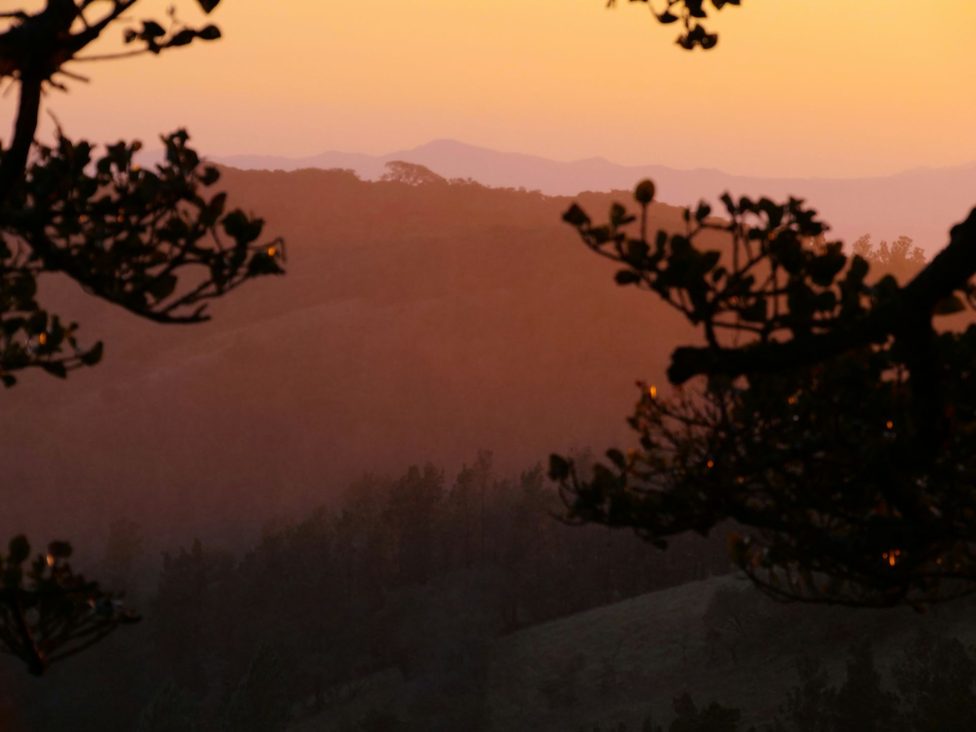 Warm orange and purple sunset over rolling hills, seen through silhouetted tree branches in the Monteverde Cloud Forest, Costa Rica.
