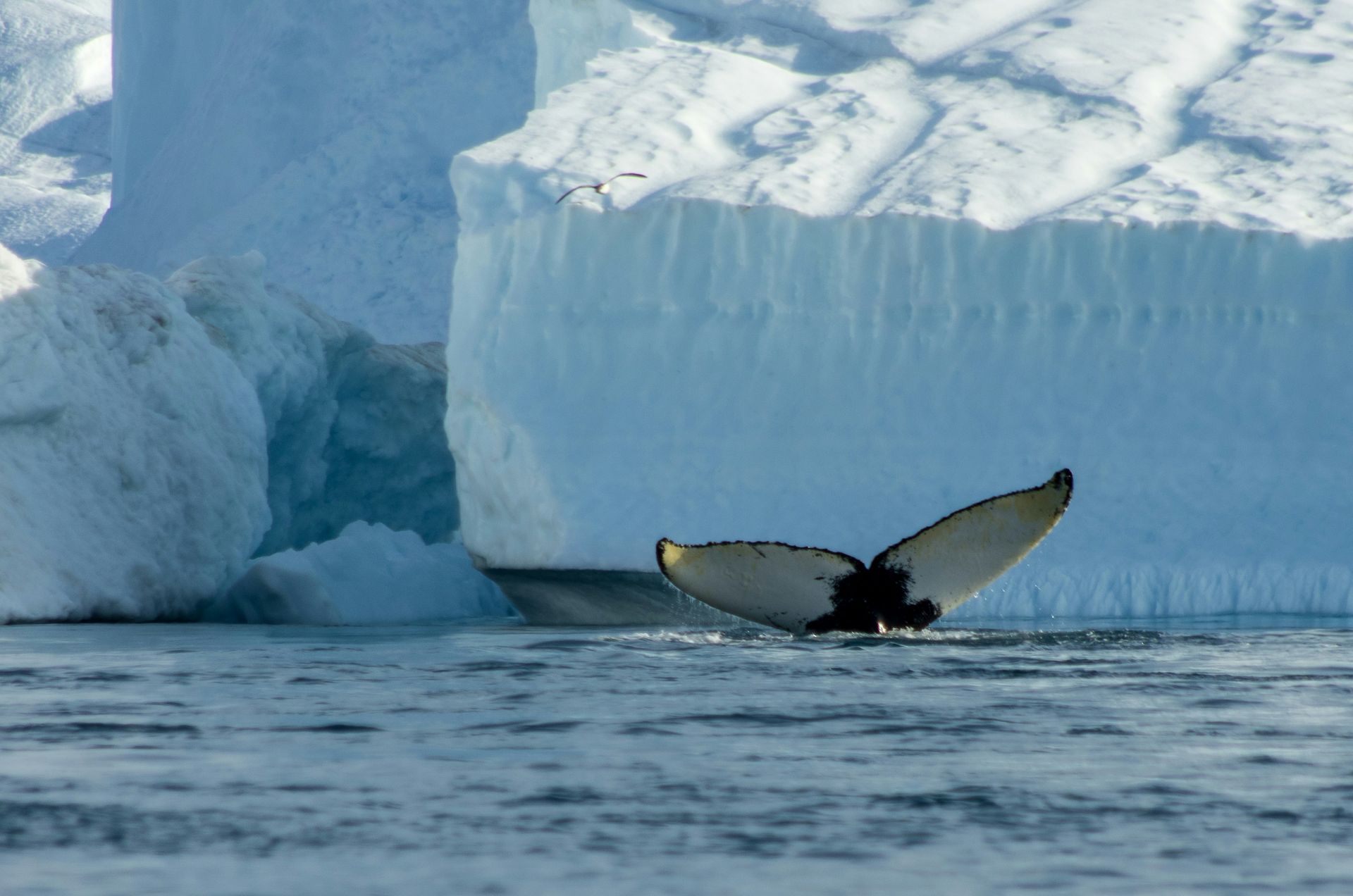 Orca whale tail diving near an iceberg, showing black and white markings in a cold, icy setting in Disko Bay, Greenland.