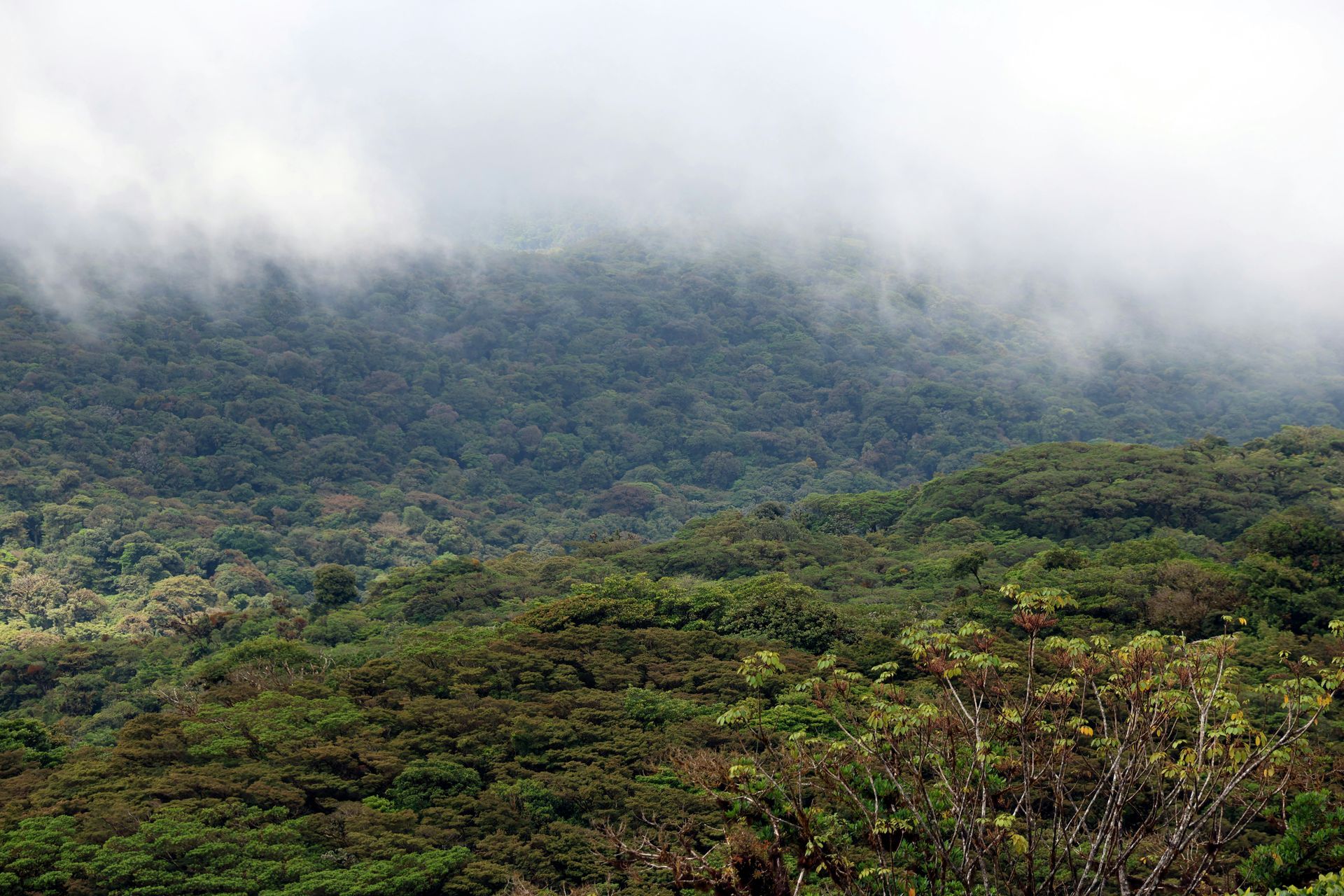 Overlooking a dense, green forest with low-lying fog obscuring the tops of the trees in the Monteverde Cloud Forest, Costa Rica.