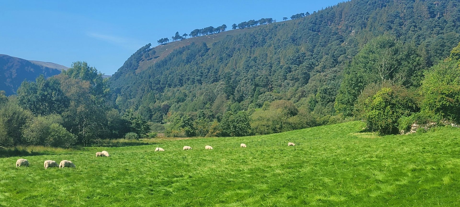 Sheep grazing in a lush green meadow with a forested mountain in the background in Glendalough, Ireland.