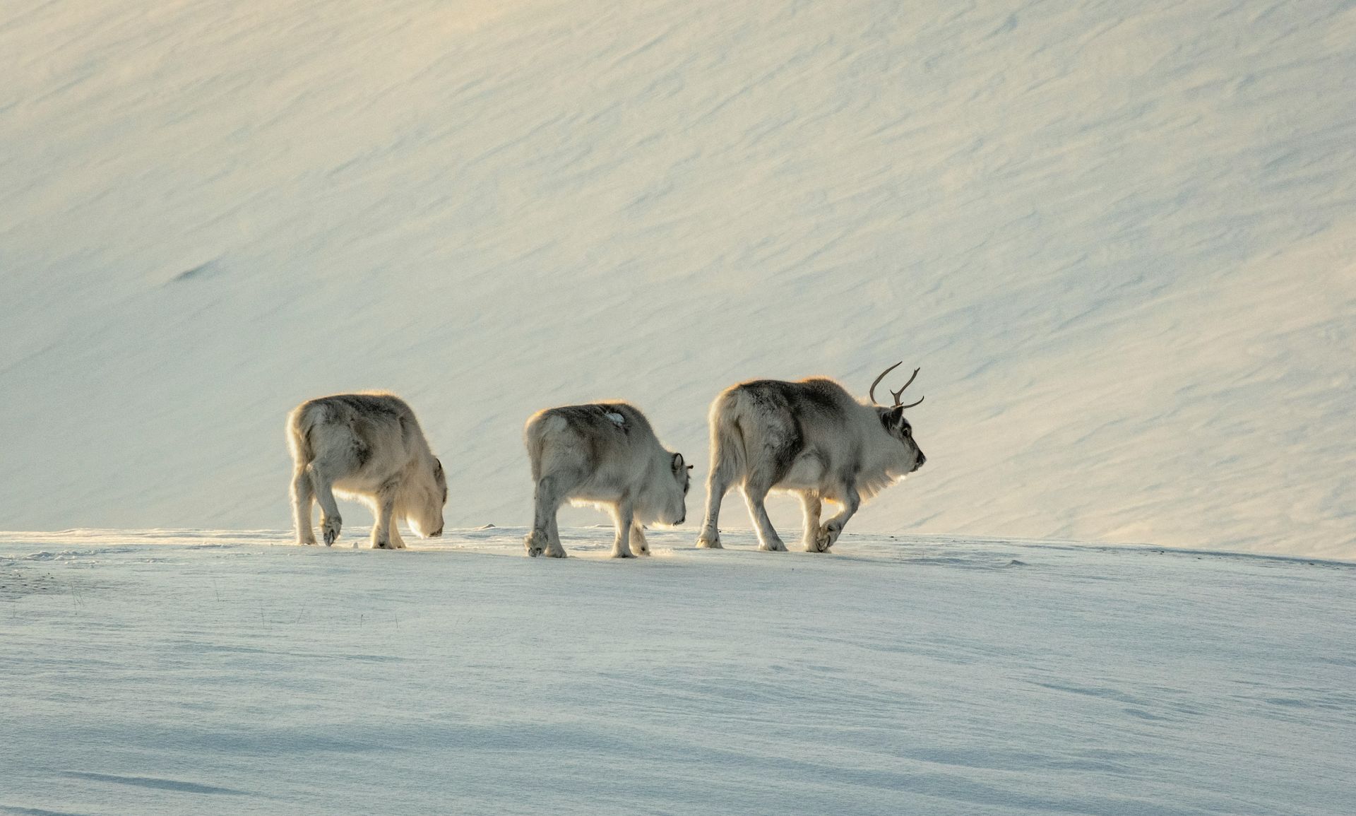 Three caribou walking on a snow-covered landscape. One has antlers in Svalbard, Norway.