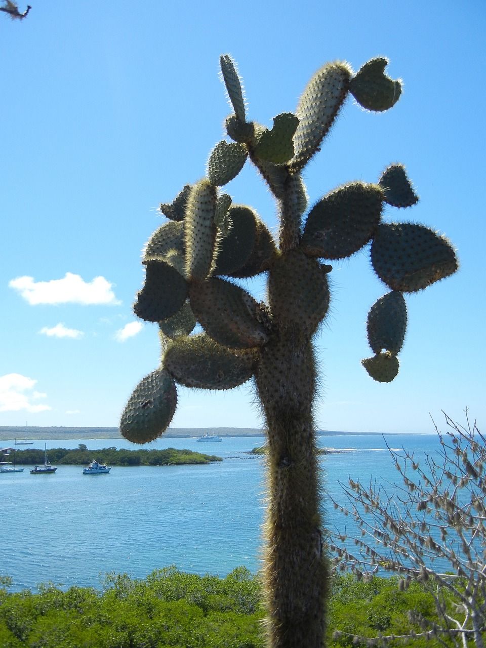 A large cactus stands in front of a body of water in the Galapagos.