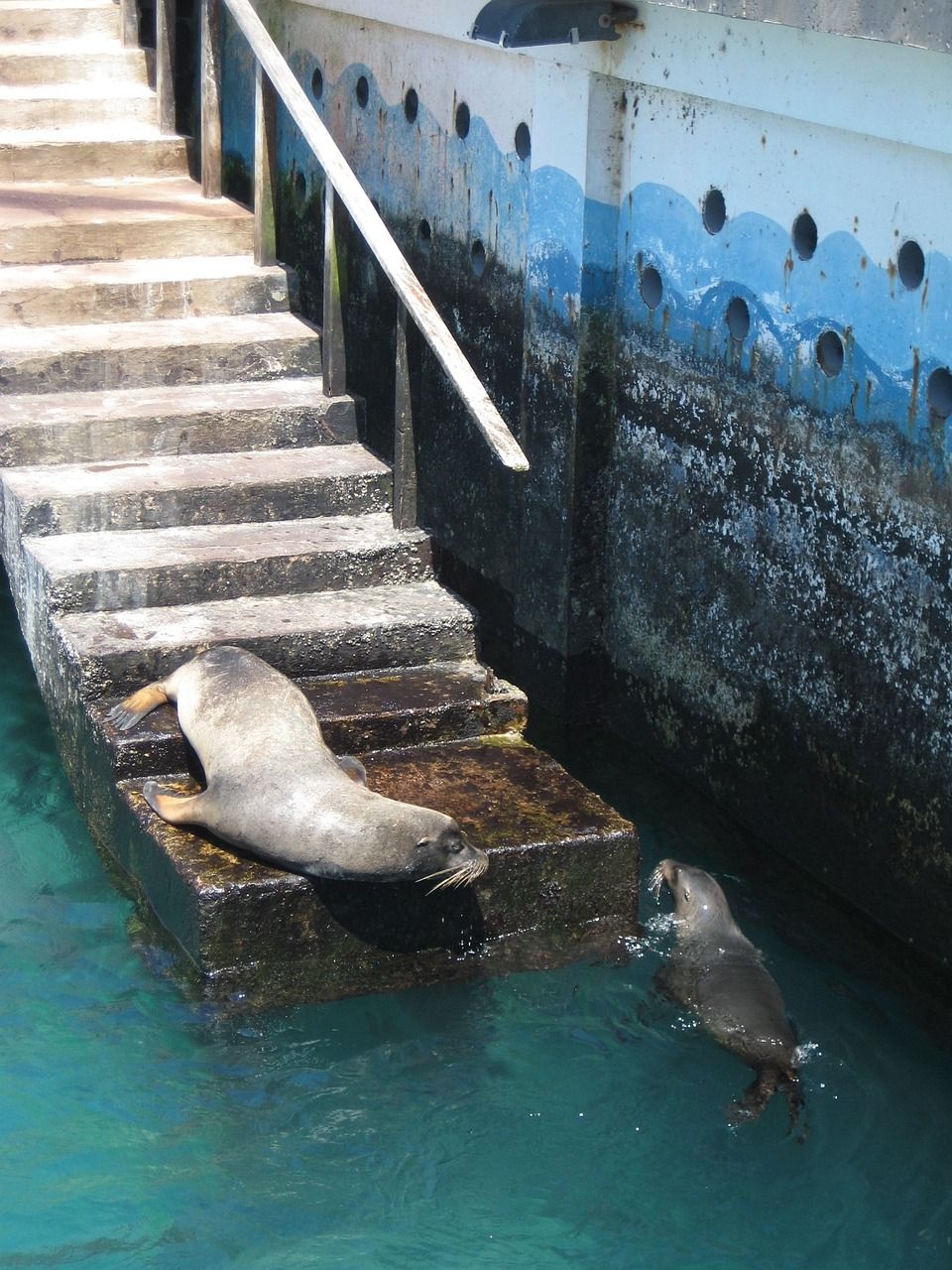 Two seals are swimming in the water near stairs in the Galapagos.