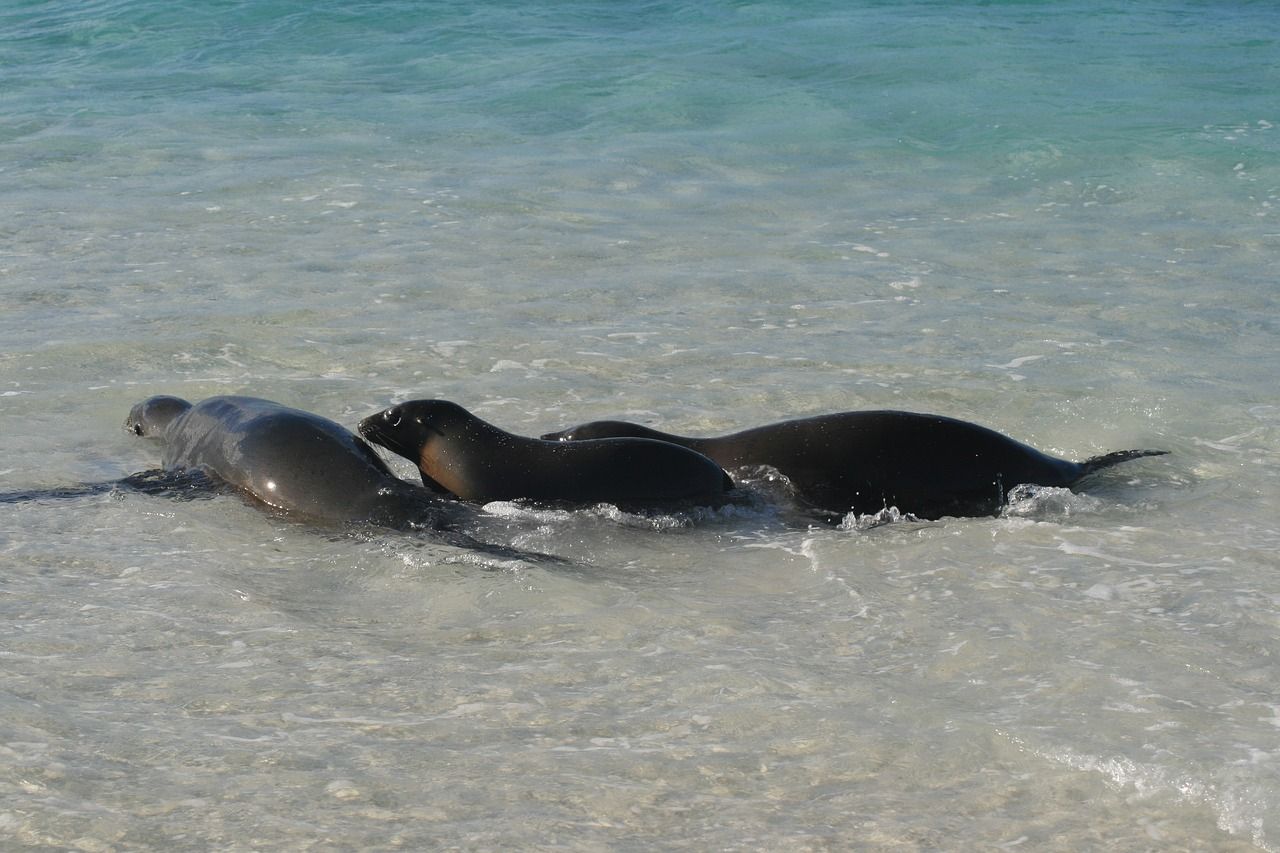 Three seals are swimming in the ocean on a beach in the Galapagos.