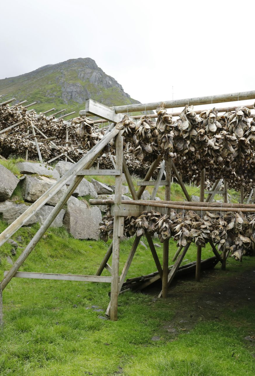 Wooden racks with drying cod to turn into Klippfisk in a grassy field in Norway.