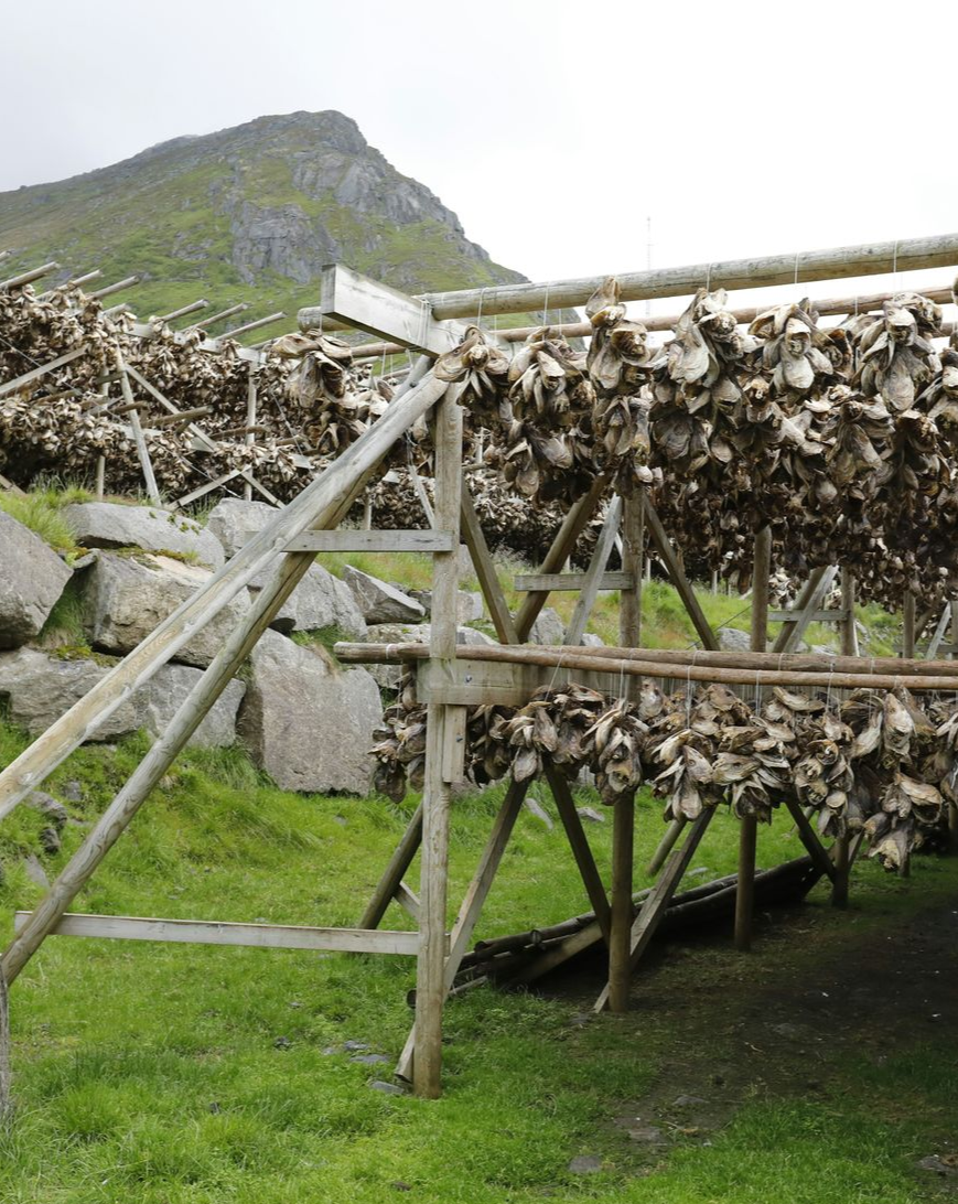 Wooden racks with drying cod to turn into Klippfisk in a grassy field in Norway.