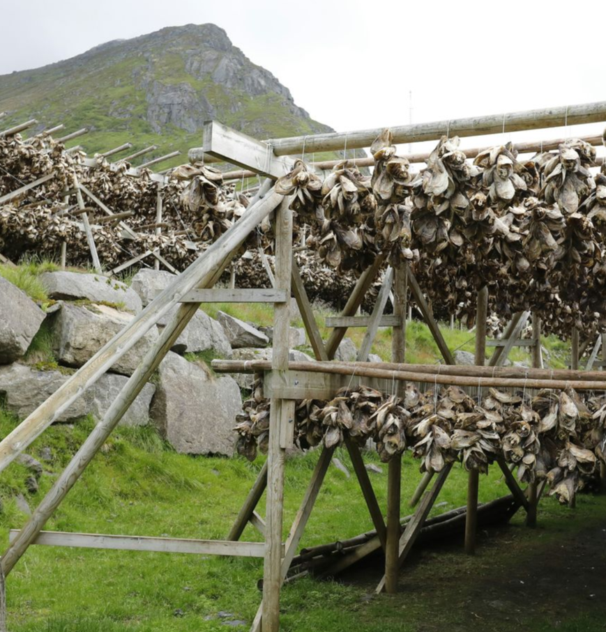 Wooden racks with drying cod to turn into Klippfisk in a grassy field in Norway.