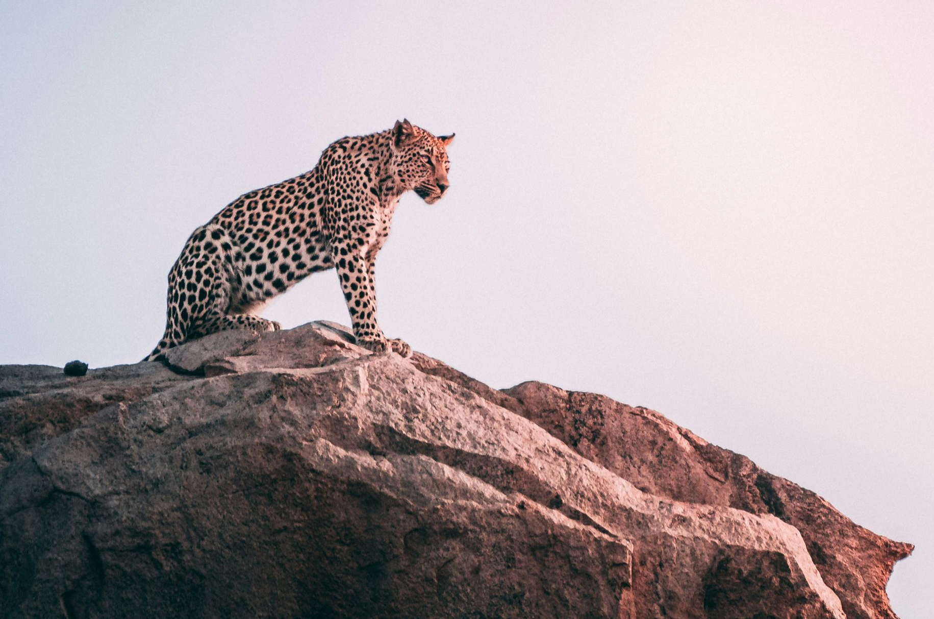 Leopard atop a rock formation, gazing towards a soft pink sky in Kruger National Park, South Africa.