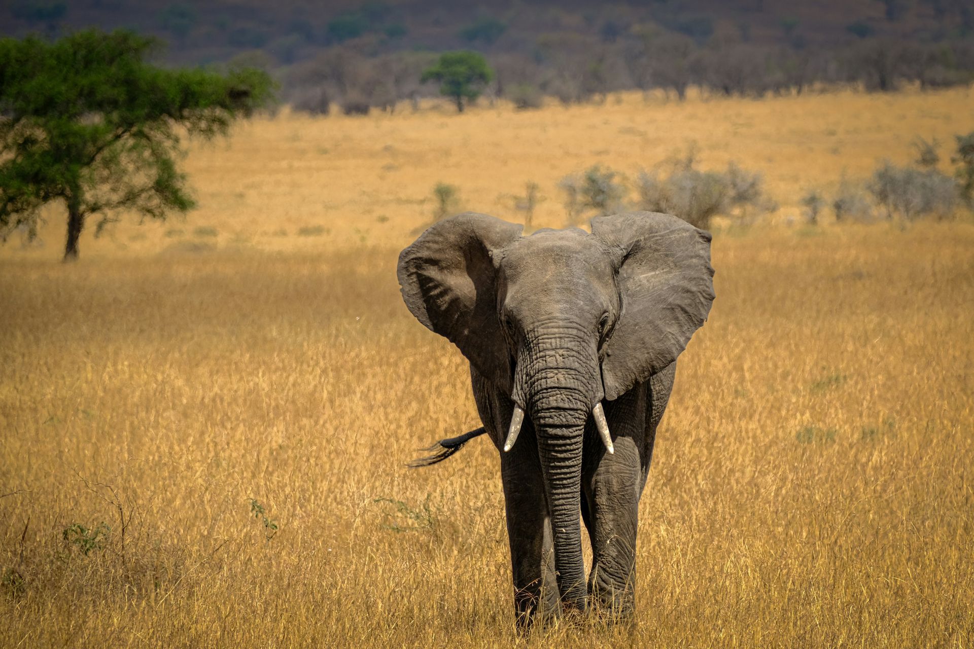An elephant is walking through a field of tall grass in Tanzania.