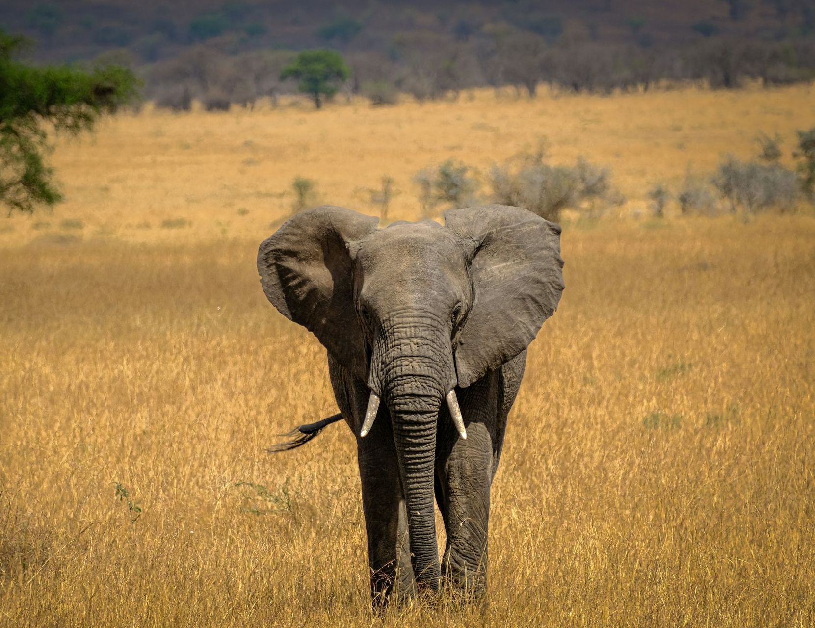 An elephant is walking through a field of tall grass in Tanzania.
