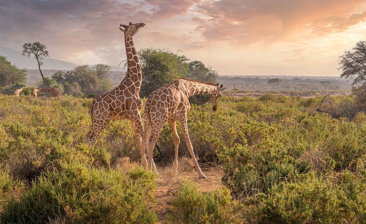 Two giraffes are standing next to each other in a field in Kenya, Africa.