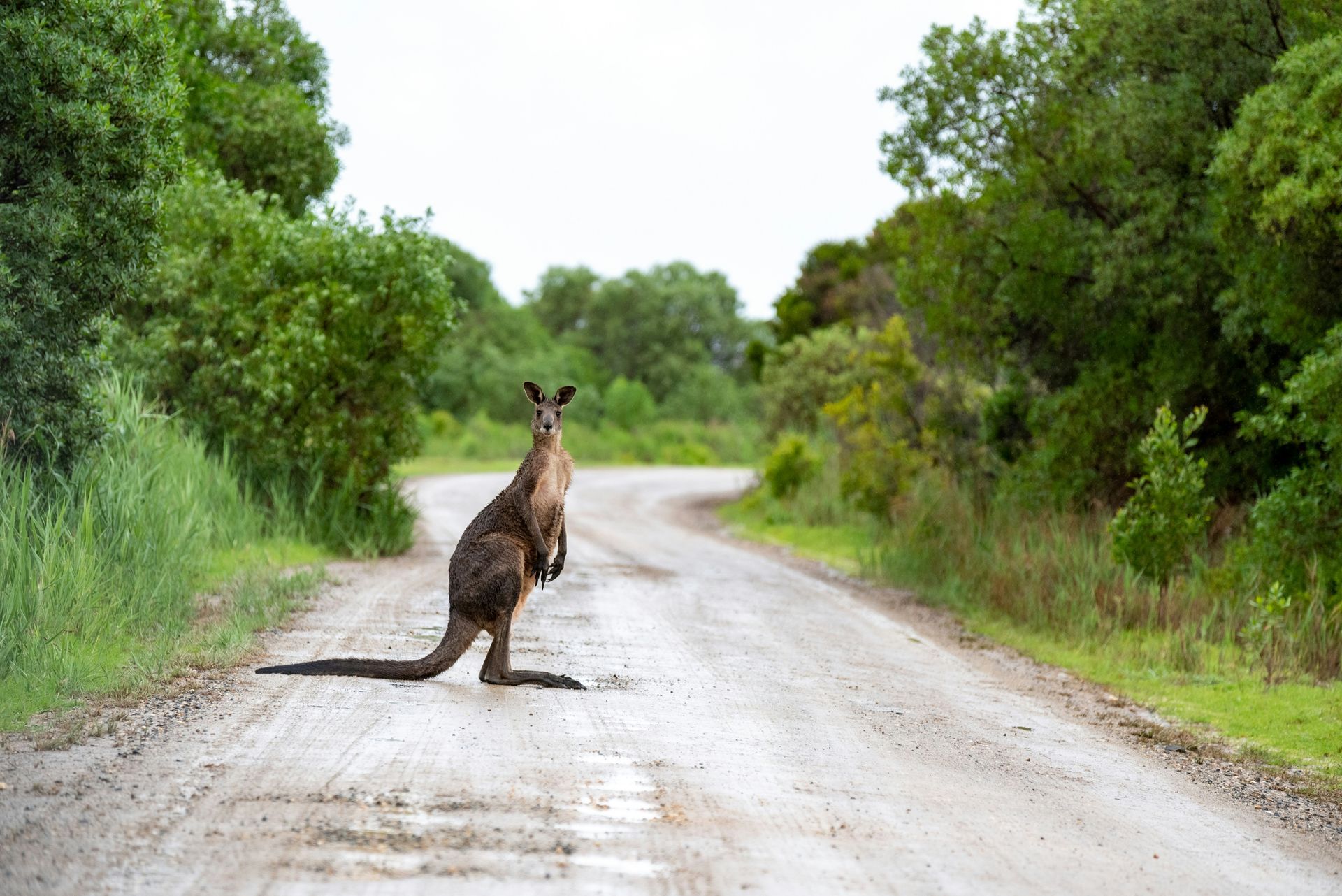 A kangaroo is standing on the side of a dirt road in Australia.